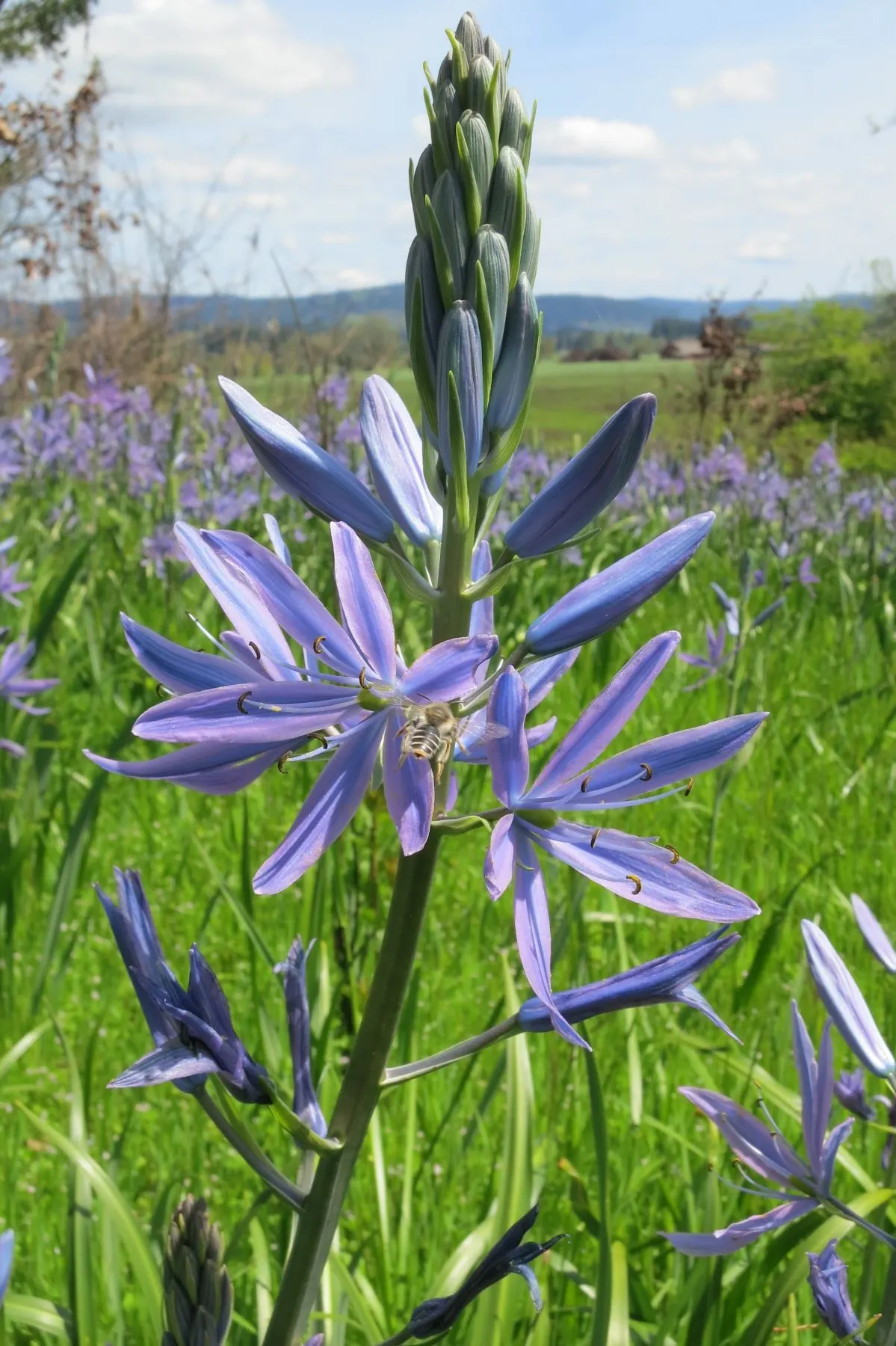 Large Camas (Camassia Leichtlinii) — A native to the western United States