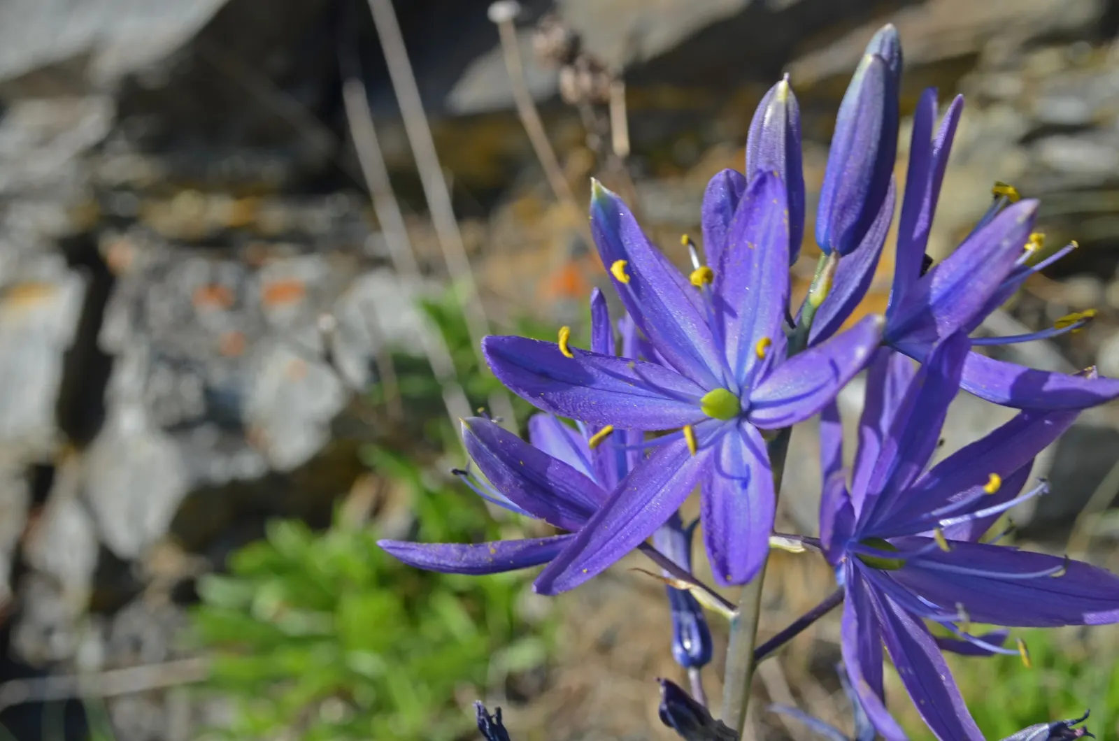 Large Camas (Camassia Leichtlinii) — Large Camas thrives in USDA Hardiness Zones 4 through 8