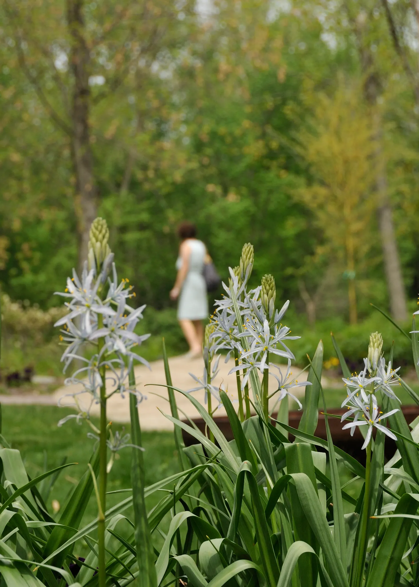 Large Camas (Camassia Leichtlinii) — about 20 to 30 inches long and 1 to 2 inches wide