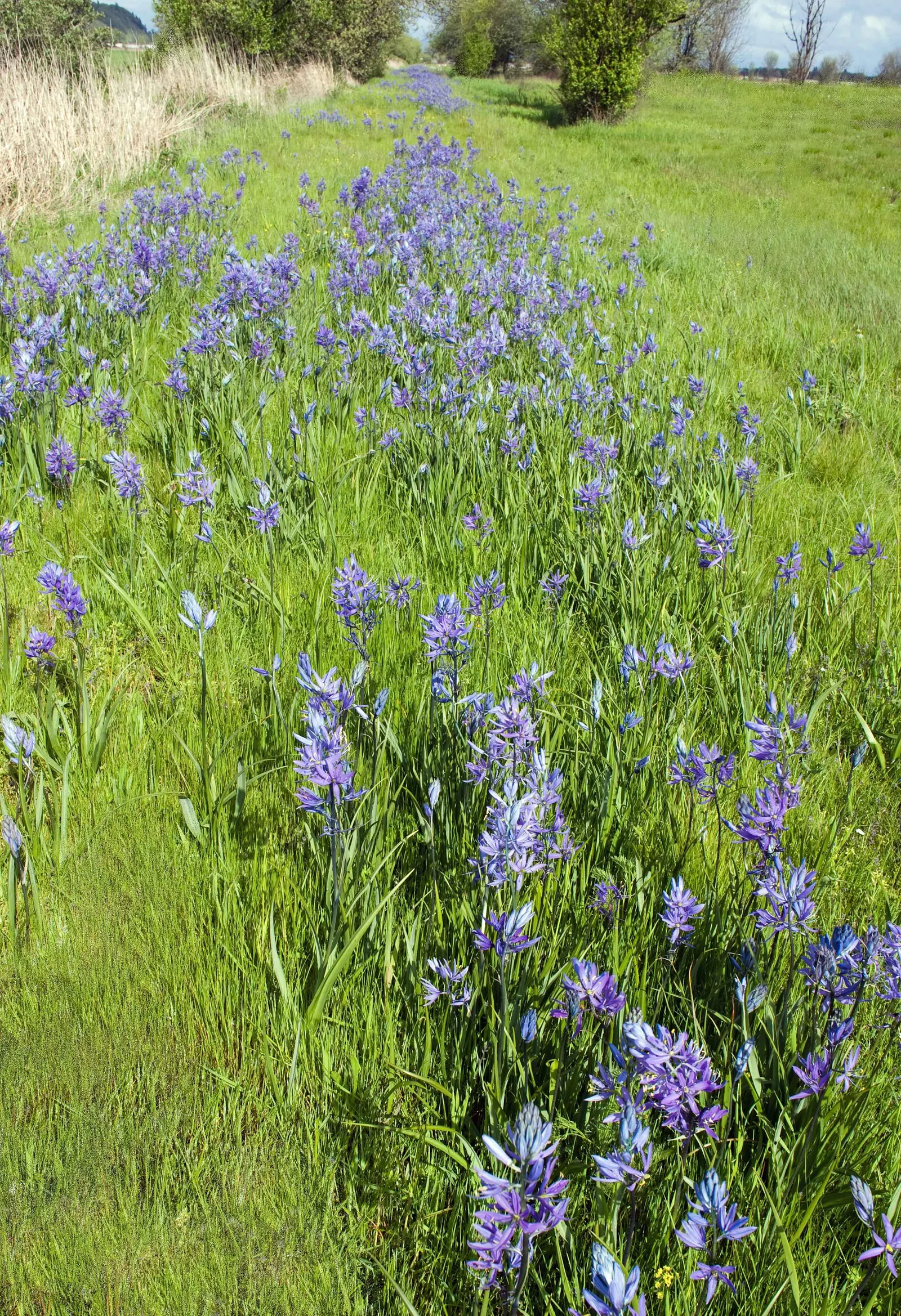 Large Camas (Camassia Leichtlinii) — displaying its splendor from late spring to early summer; blue and white flowers in the garden