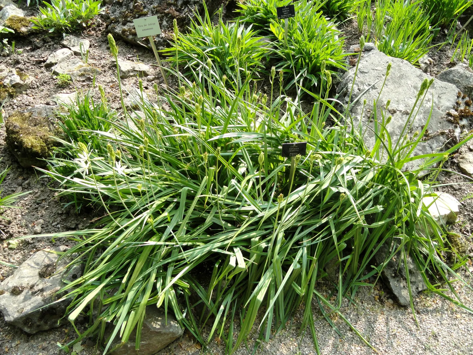 Large Camas (Camassia Leichtlinii) — well-drained soil with consistent moisture; a native to the western United States