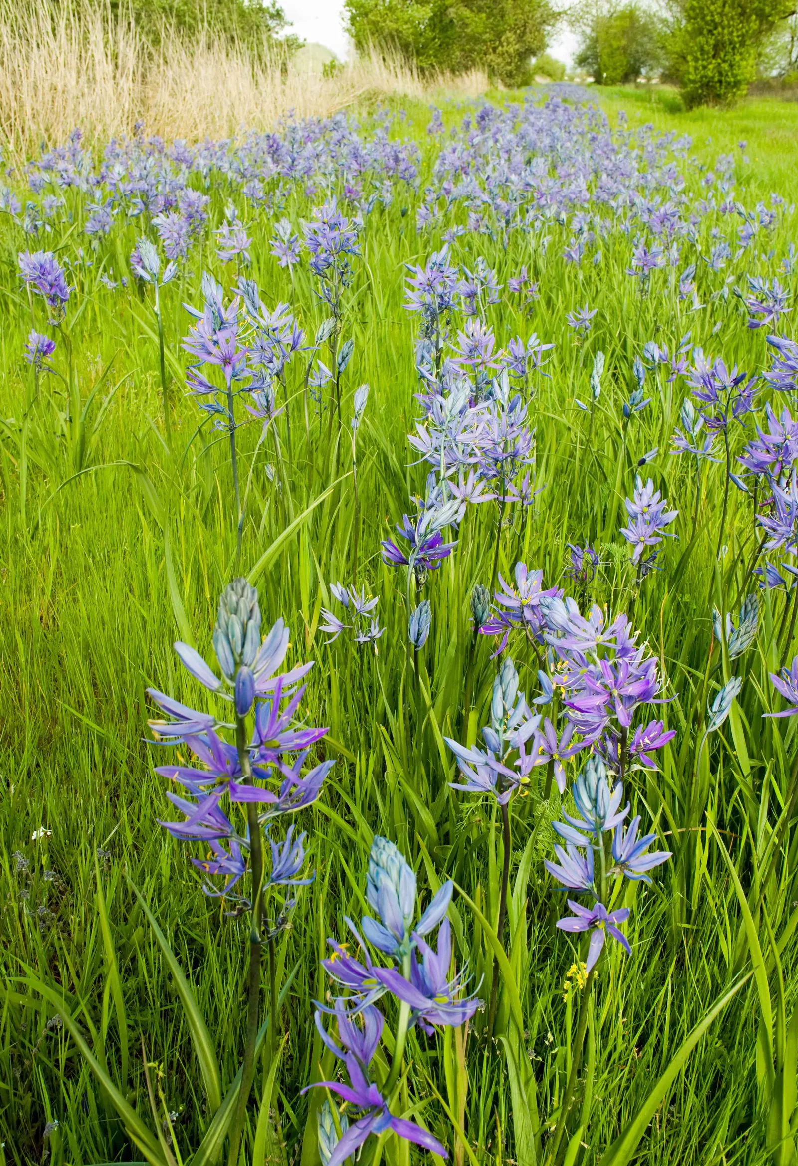 Large Camas (Camassia Leichtlinii) — Bulbs should be planted 4-6 inches deep and 4-8 inches apart