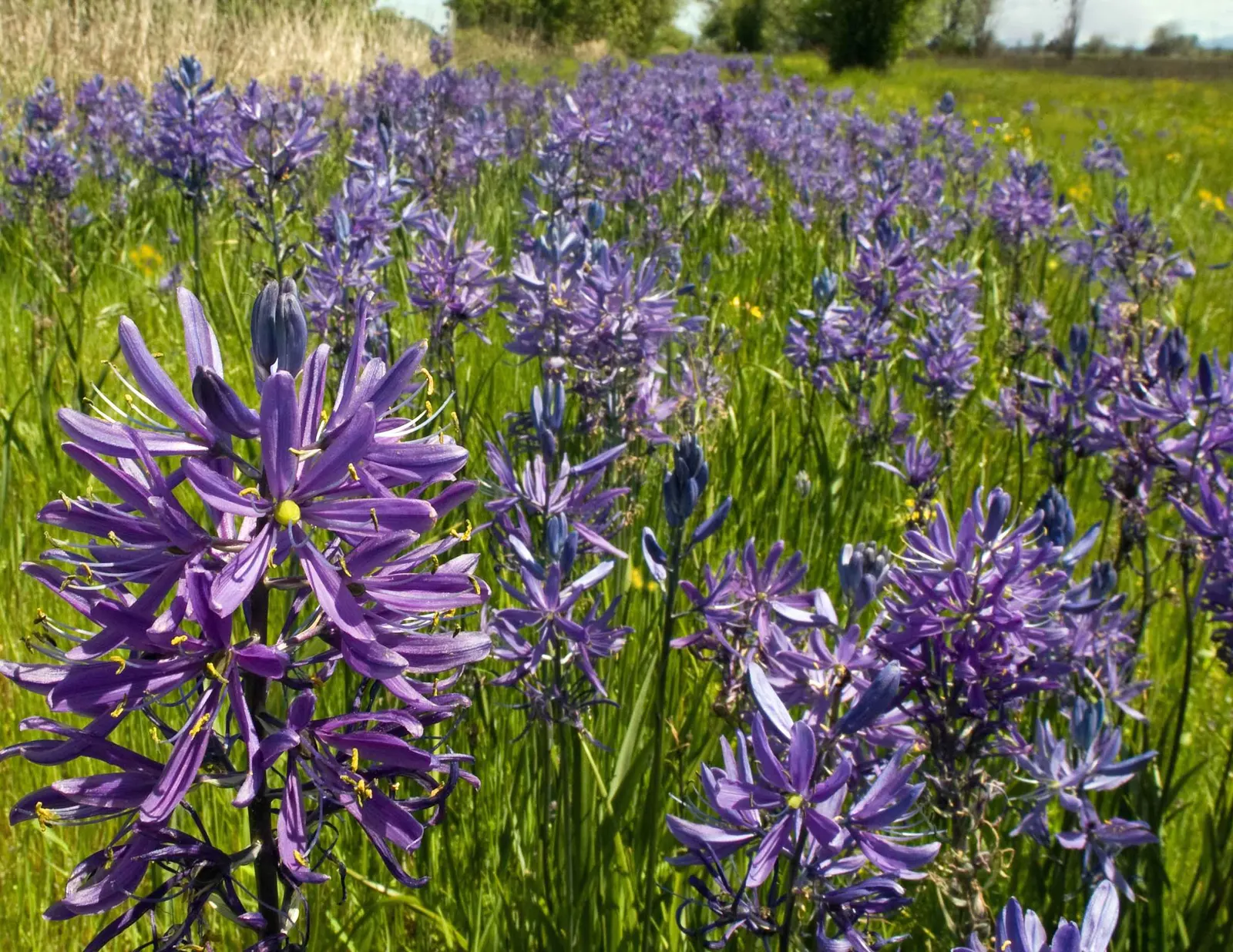 Large Camas (Camassia Leichtlinii) — blue and white flowers in the garden; this perennial boasts tall spires of starry blue flowers in late spring, adding