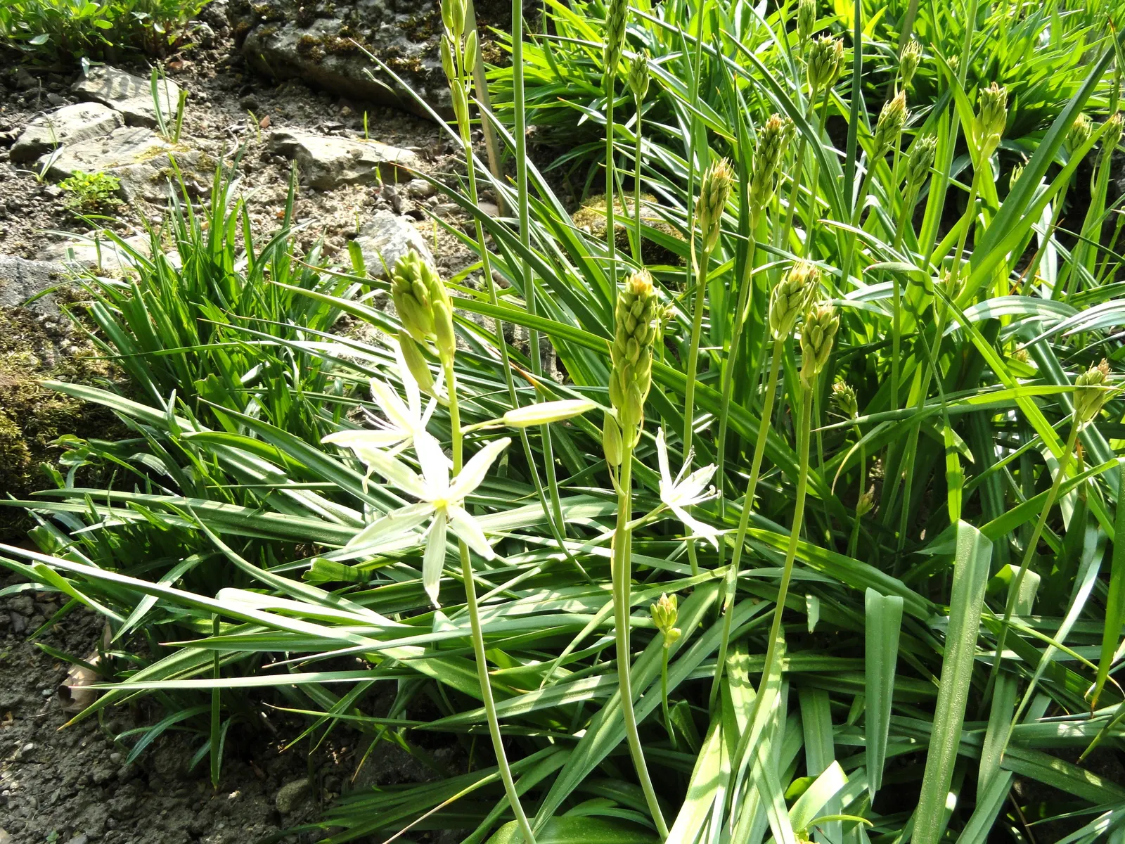 Large Camas (Camassia Leichtlinii) — bulb with blue and white blooms; and meadows.<br><br>Reaching heights of 24 to 30 inches