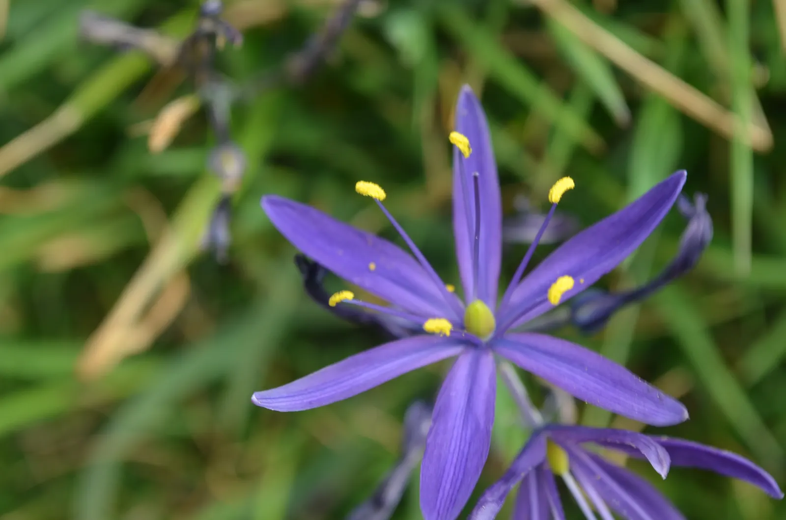 Large Camas (Camassia Leichtlinii) — Its striking blooms make for captivating backdrops in borders and are ideal for naturalizing meadows