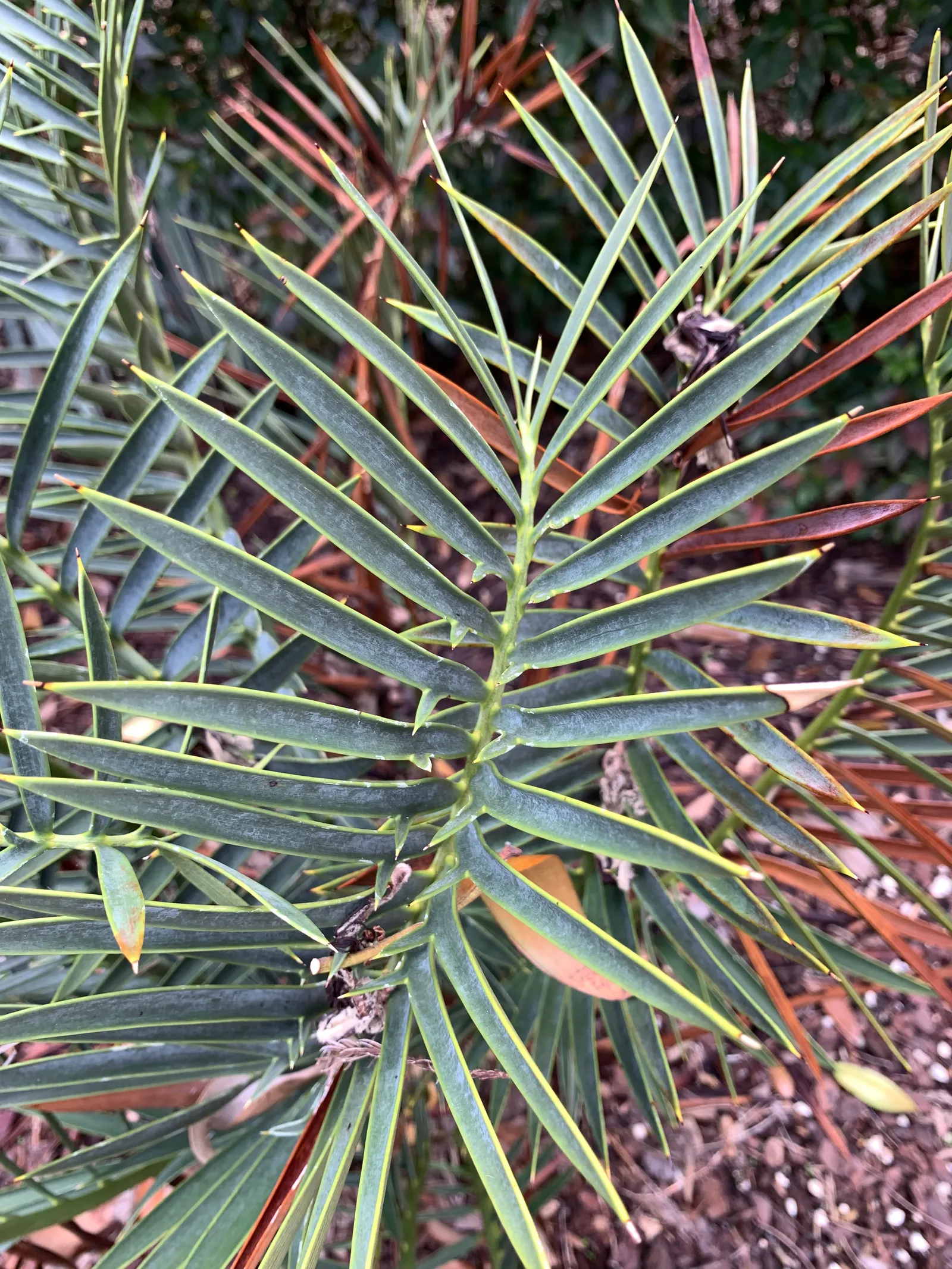 Smaller Blue South African Cycad (Encephalartos Trispinosus) — this cycad reaches a max of 4-5 ft high and wide