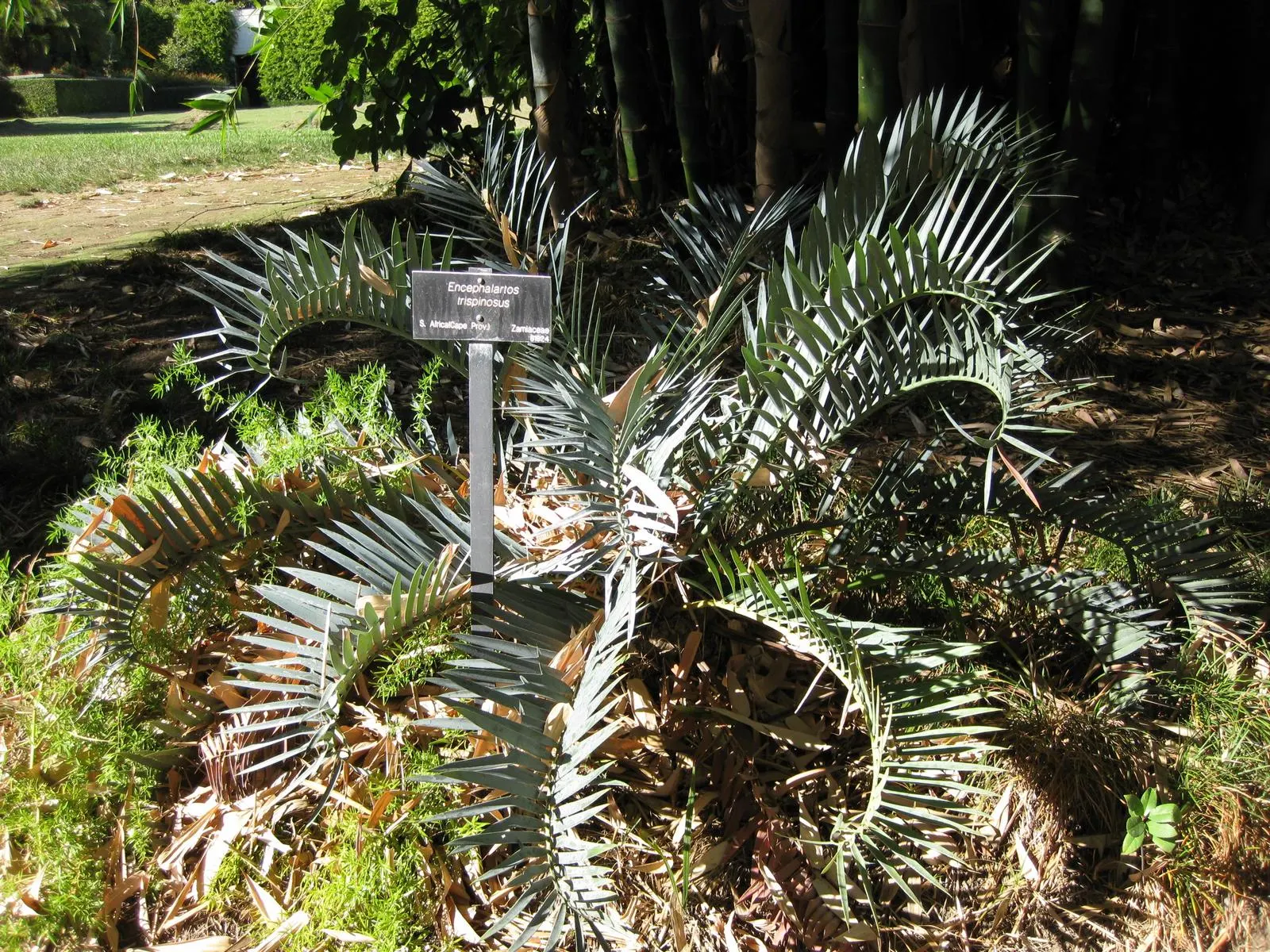 Smaller Blue South African Cycad (Encephalartos Trispinosus) — Its leaves, up to 3 ft long, present a stunning blue-green hue