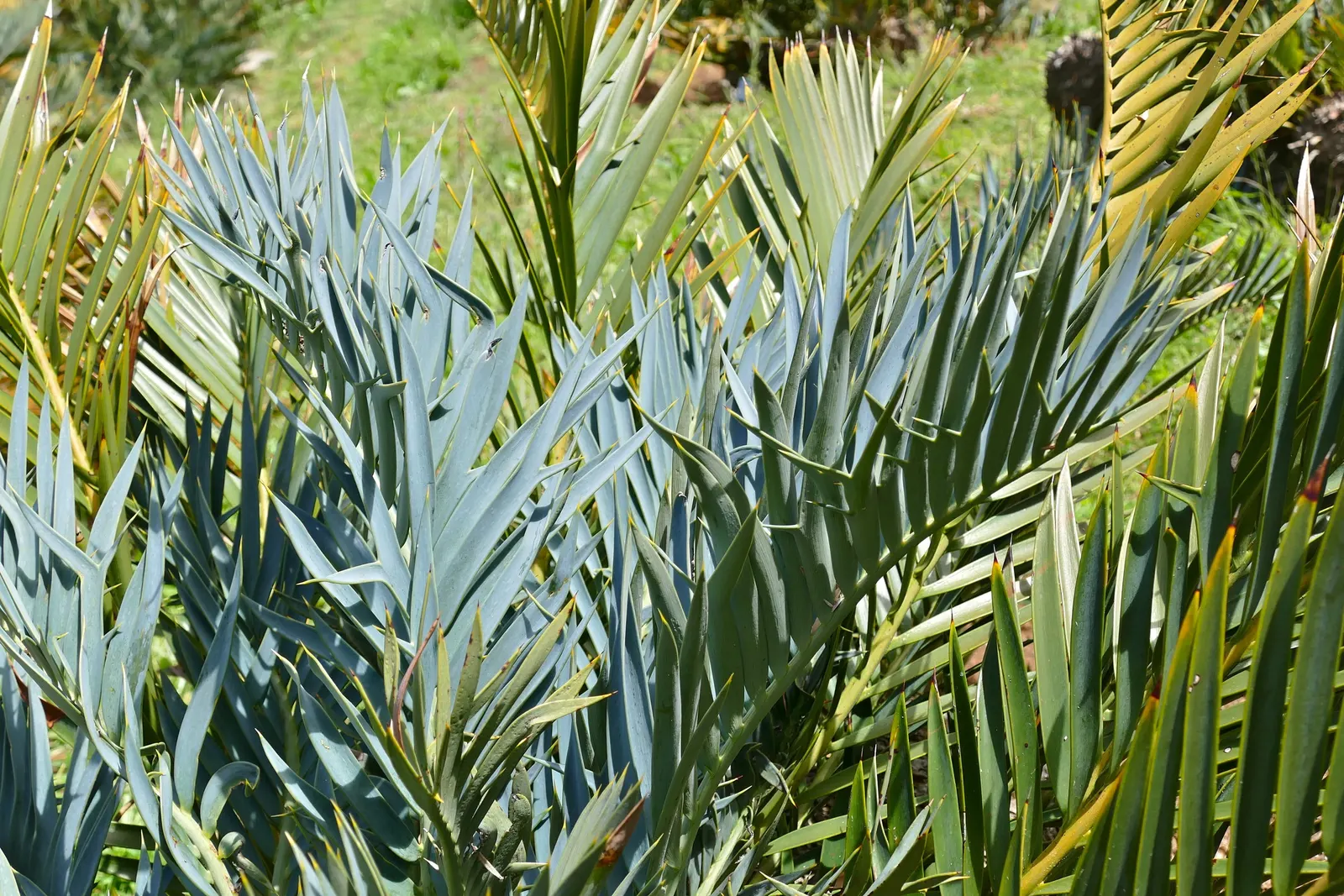 Smaller Blue South African Cycad (Encephalartos Trispinosus) — architectural form.<br><br>Typically reaching a height of 2 to 6 feet with an equivalent spread