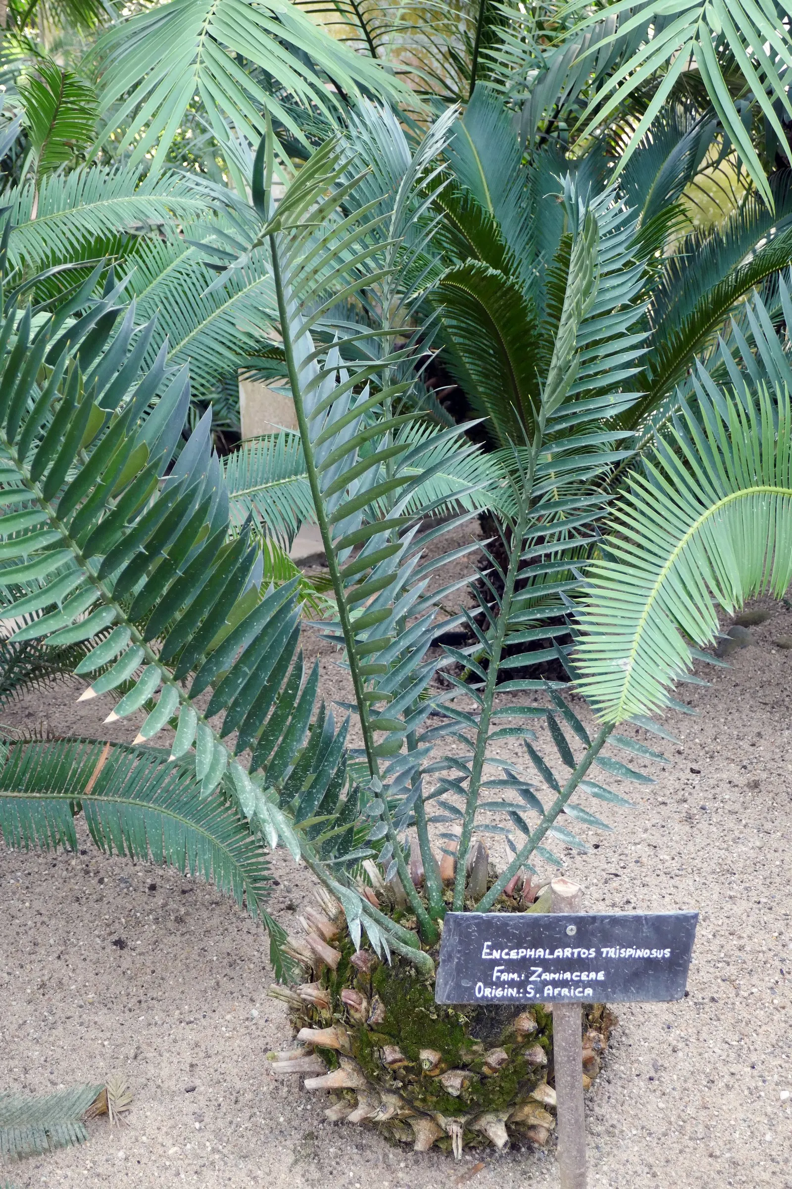 Smaller Blue South African Cycad (Encephalartos Trispinosus) — Each leaf consists of several closely spaced leaflets that are triangular and stiff
