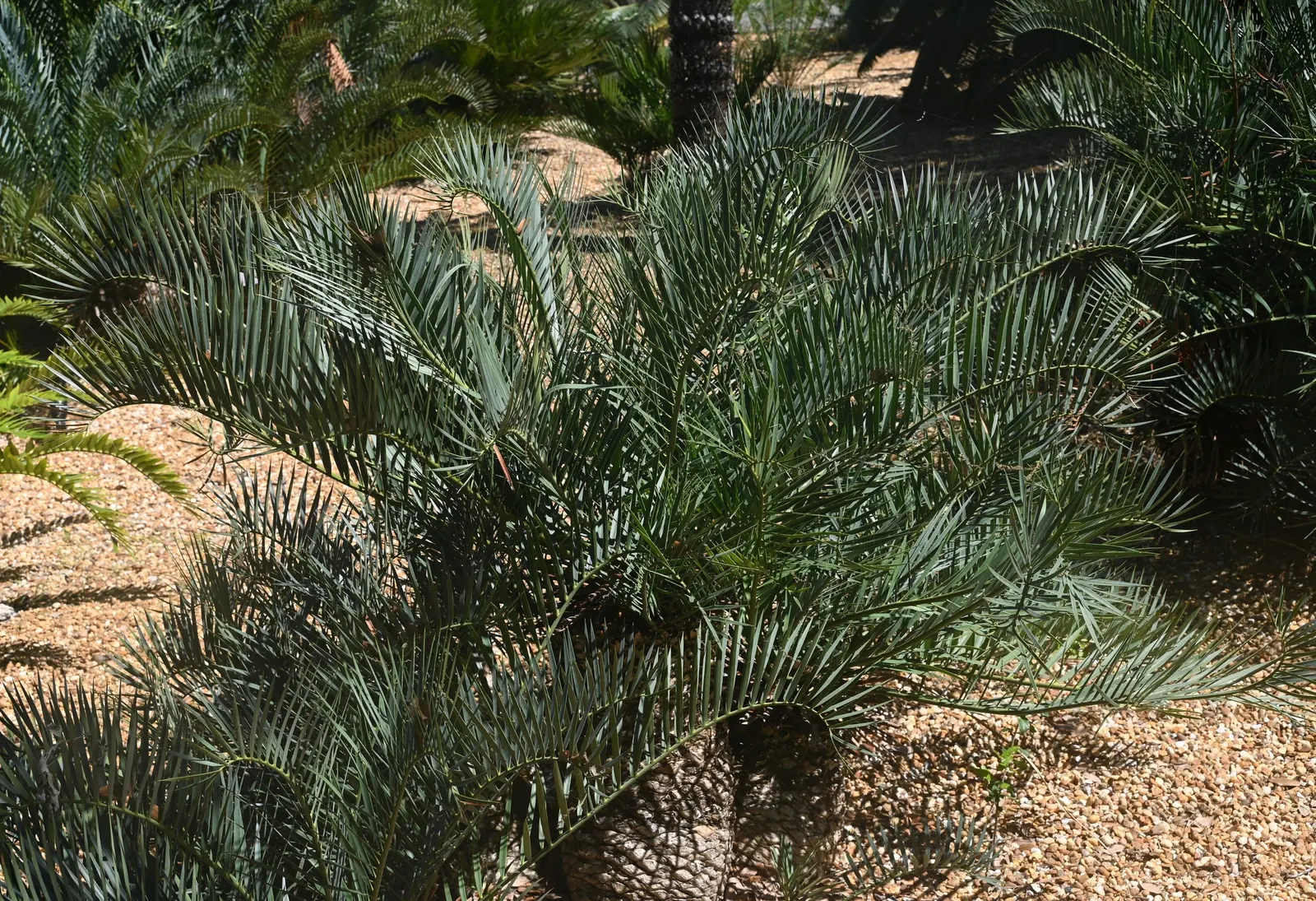 Smaller Blue South African Cycad (Encephalartos Trispinosus) — trispinosus is ideal for small to medium-sized gardens, demanding attention without overwhelming
