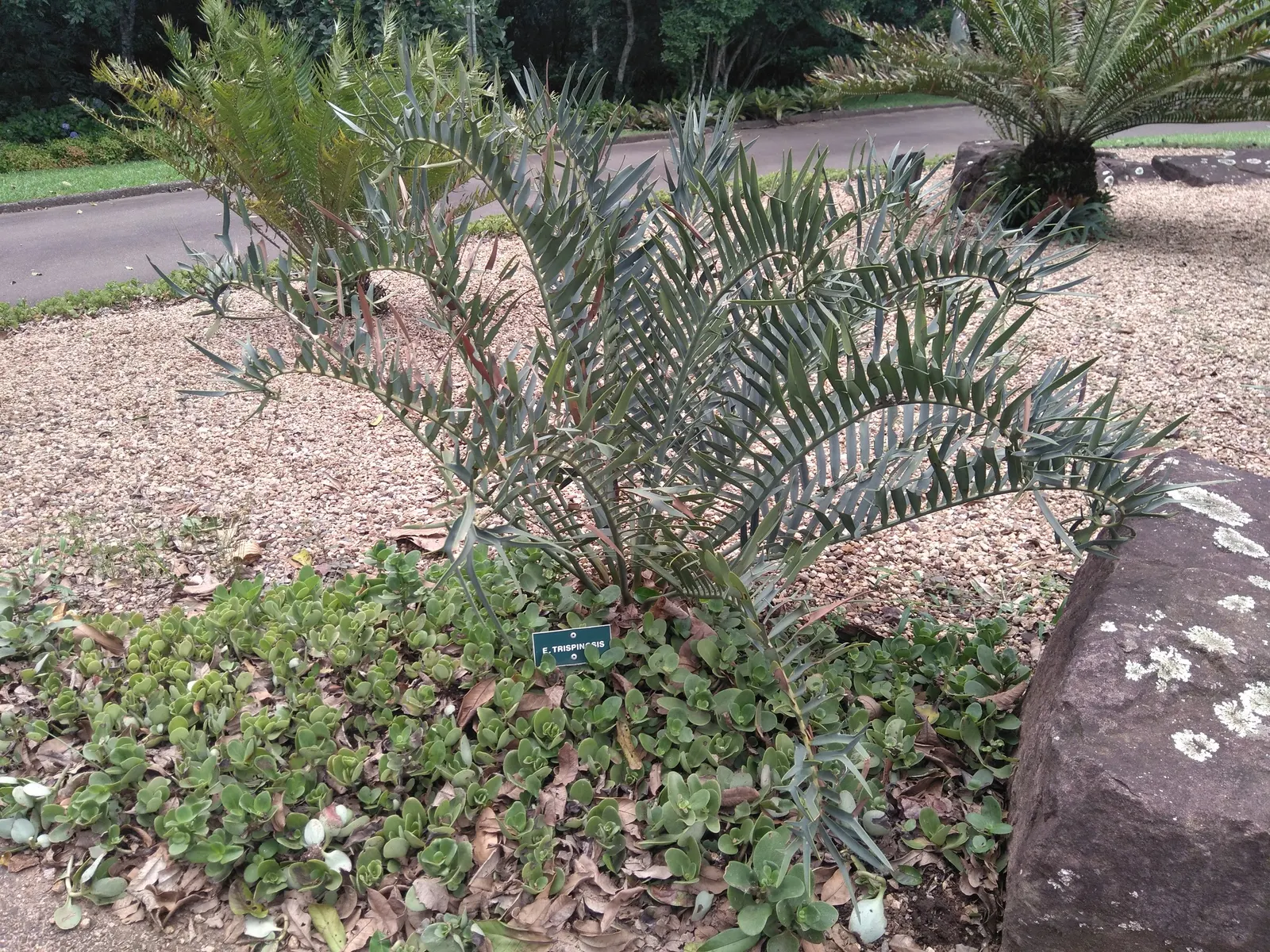 Smaller Blue South African Cycad (Encephalartos Trispinosus) — giving the plant its characteristic textured appearance.<br><br>Preferring full sun to partial
