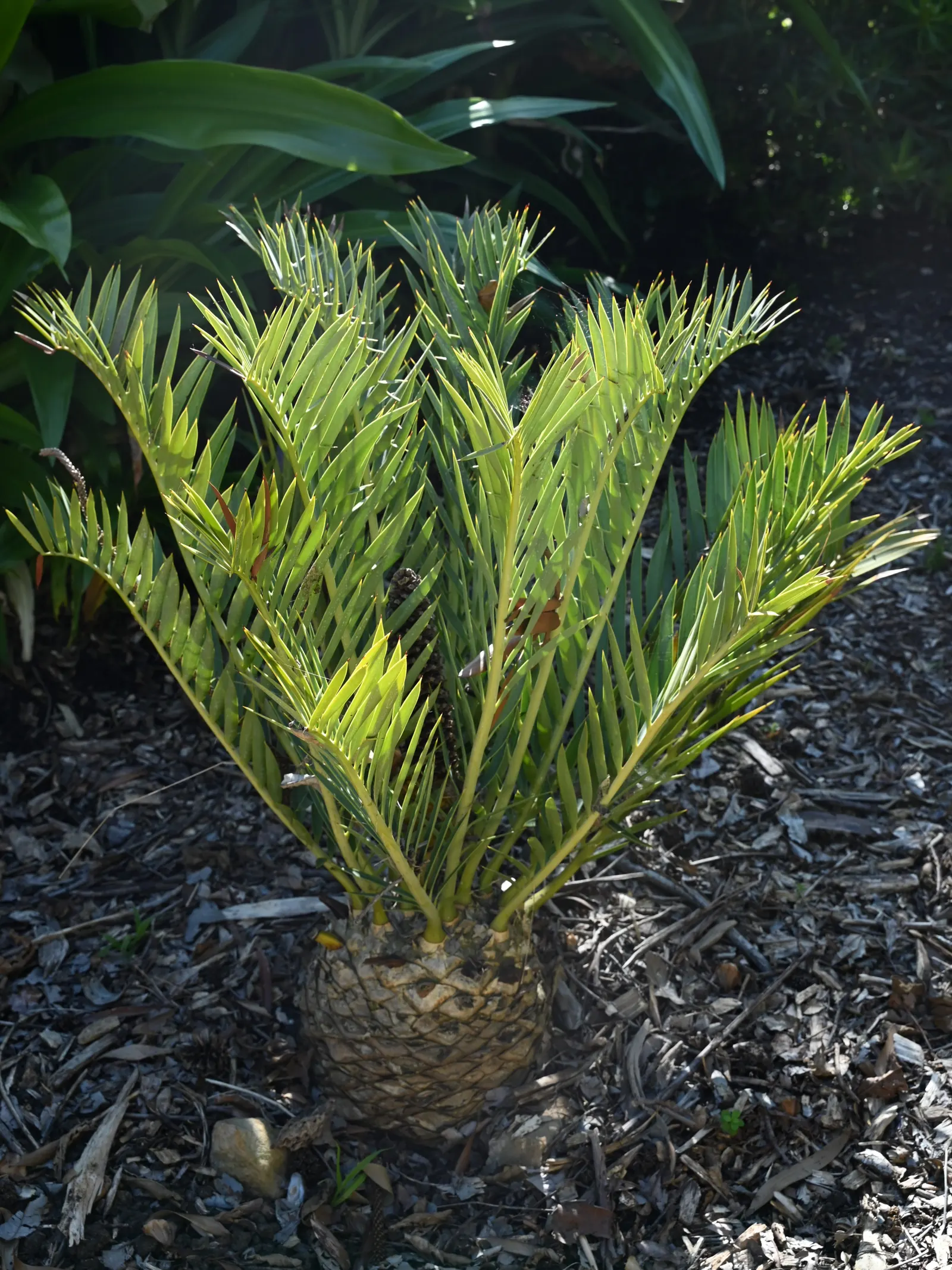 Smaller Blue South African Cycad (Encephalartos Trispinosus) — making it perfect for small-scale landscapes