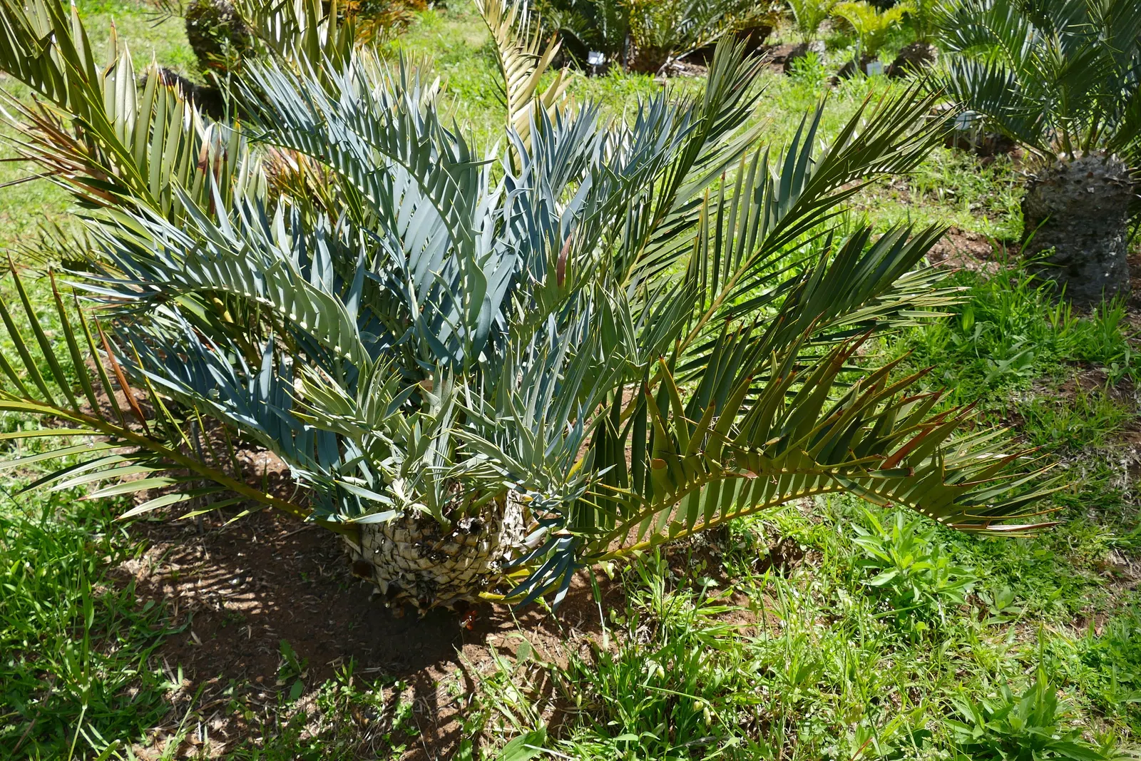 Smaller Blue South African Cycad (Encephalartos Trispinosus) — The leaves of this cycad can grow up to 3 to 4 feet long