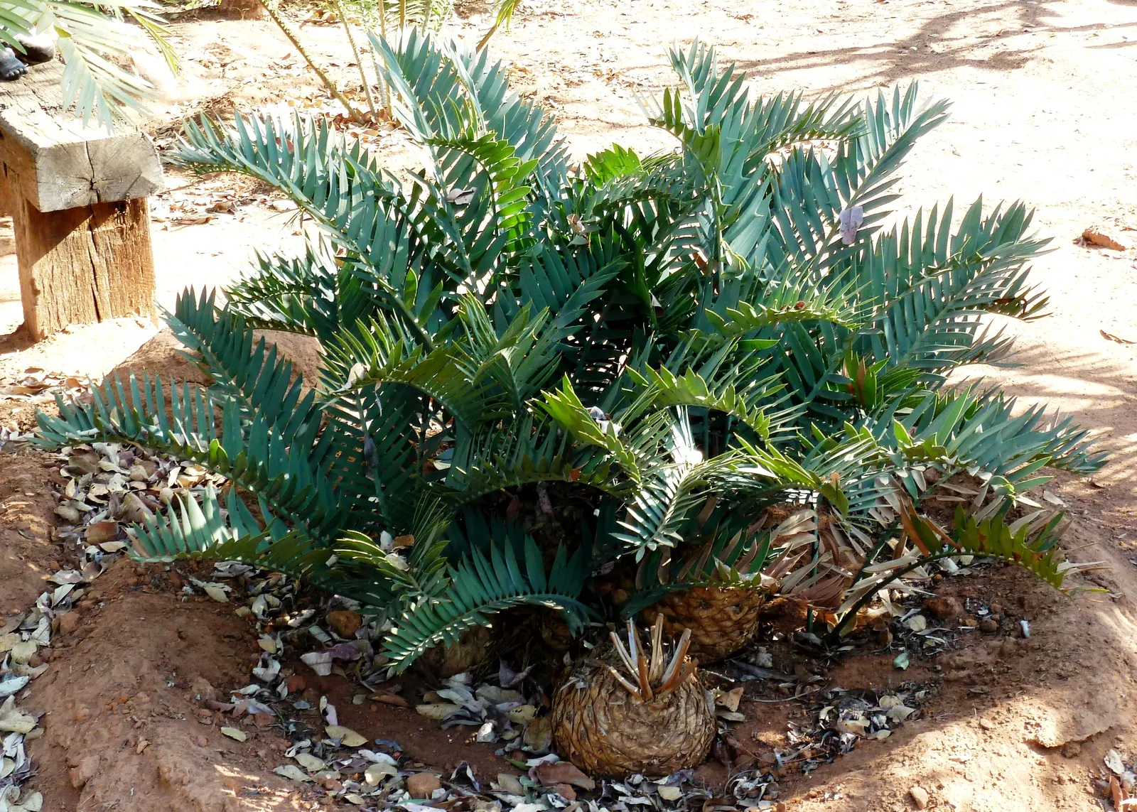 Smaller Blue South African Cycad (Encephalartos Trispinosus) — This plant is highly prized in landscape design for its distinctive blue-gray foliage and compact