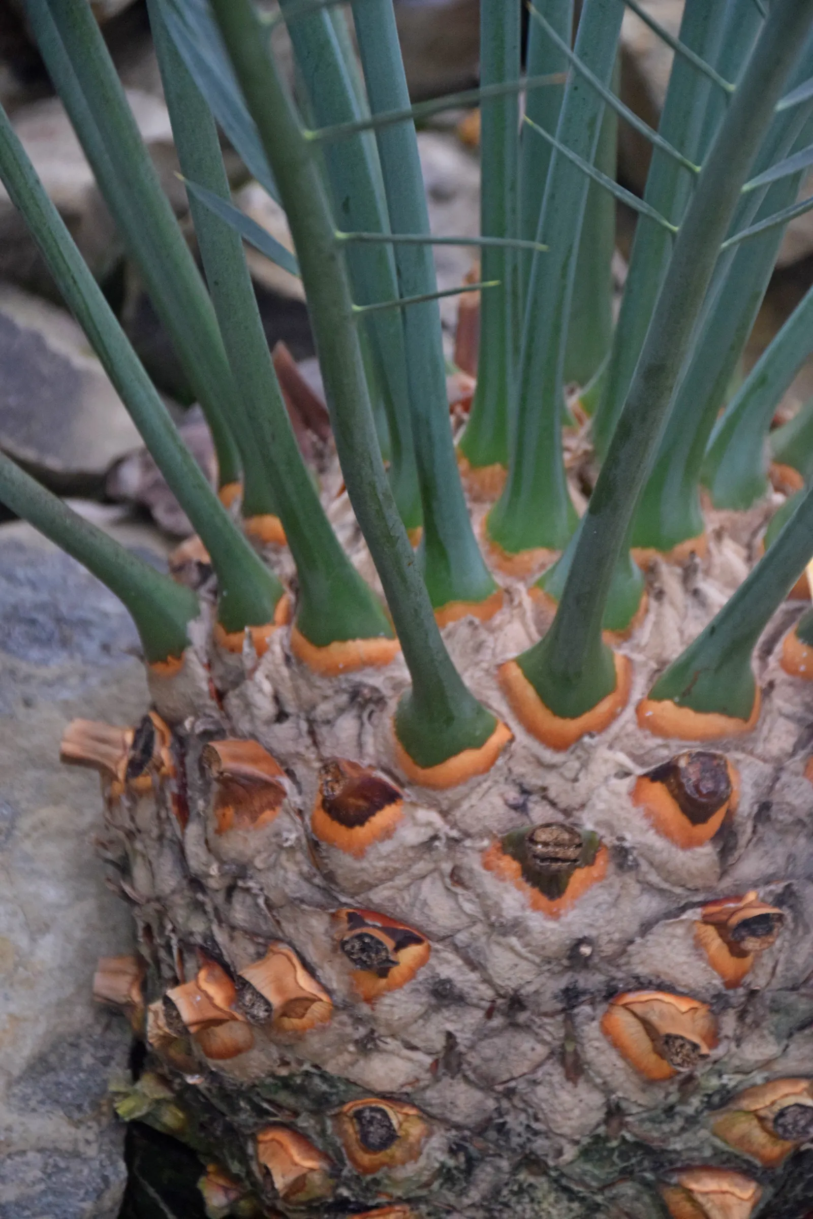 Smaller Blue South African Cycad (Encephalartos Trispinosus) — arching gracefully from a central trunk that becomes more pronounced as the plant ages