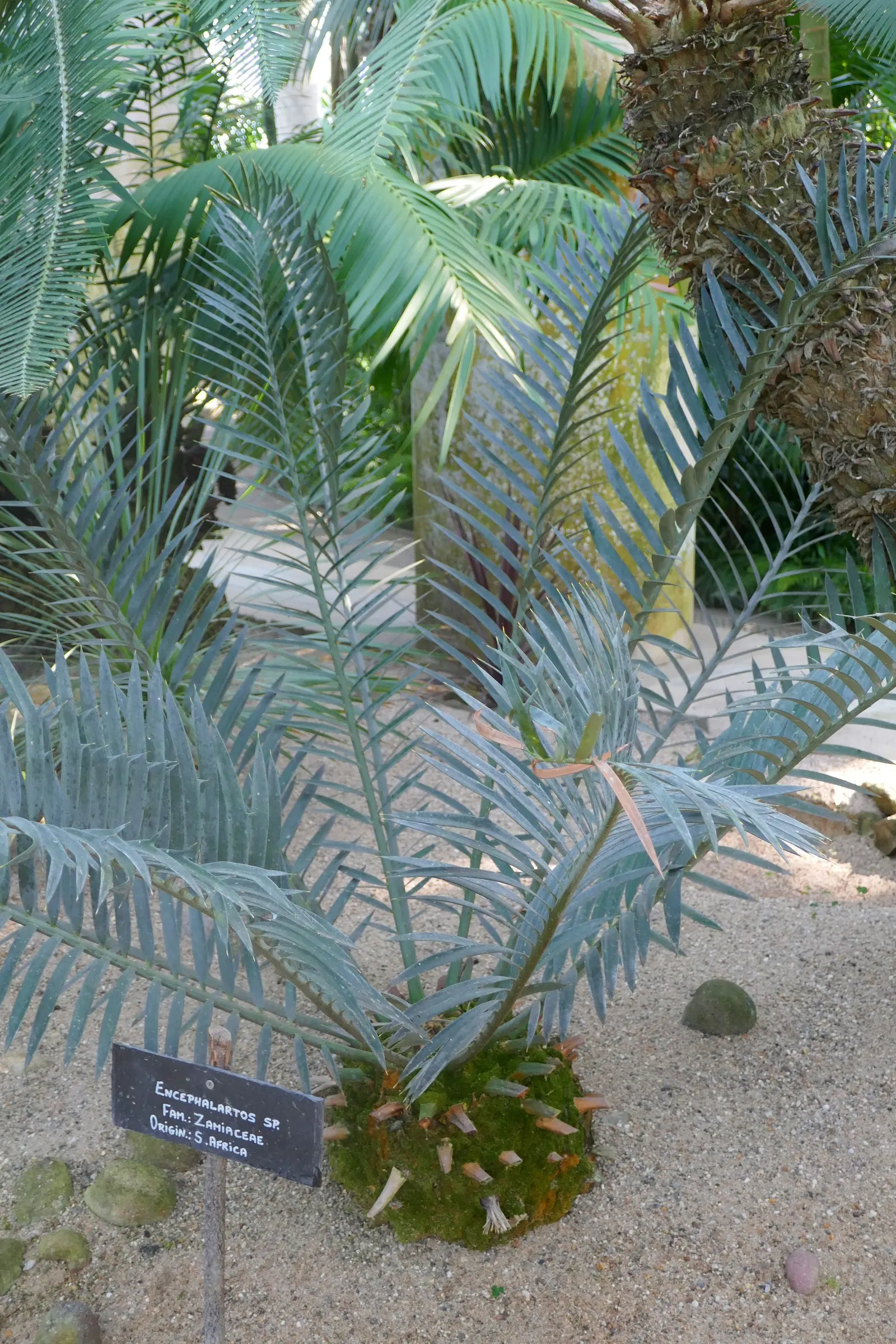 Smaller Blue South African Cycad (Encephalartos Trispinosus) — the Blue South African Cycad