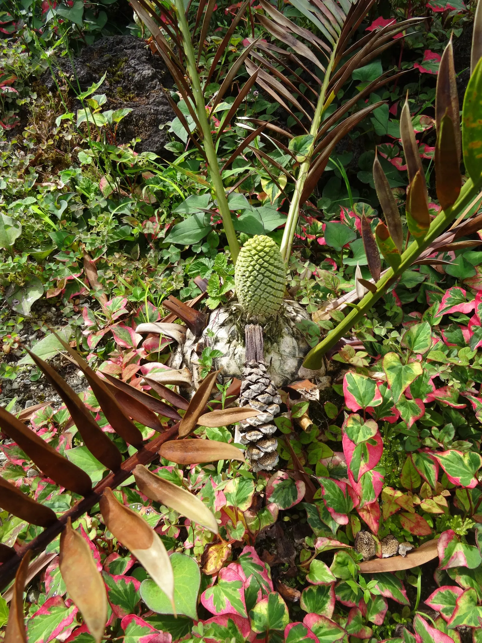 Smaller Blue South African Cycad (Encephalartos Trispinosus) — slow-growing cycad native to the rocky outcrops and grasslands of Eastern Cape Province in South
