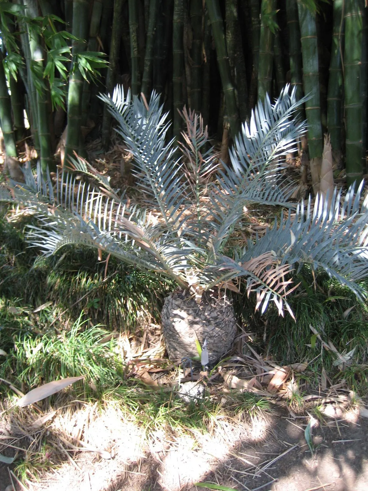 Smaller Blue South African Cycad (Encephalartos Trispinosus) — This drought-tolerant perennial thrives in USDA Zones 9-11, preferring well-drained soil and