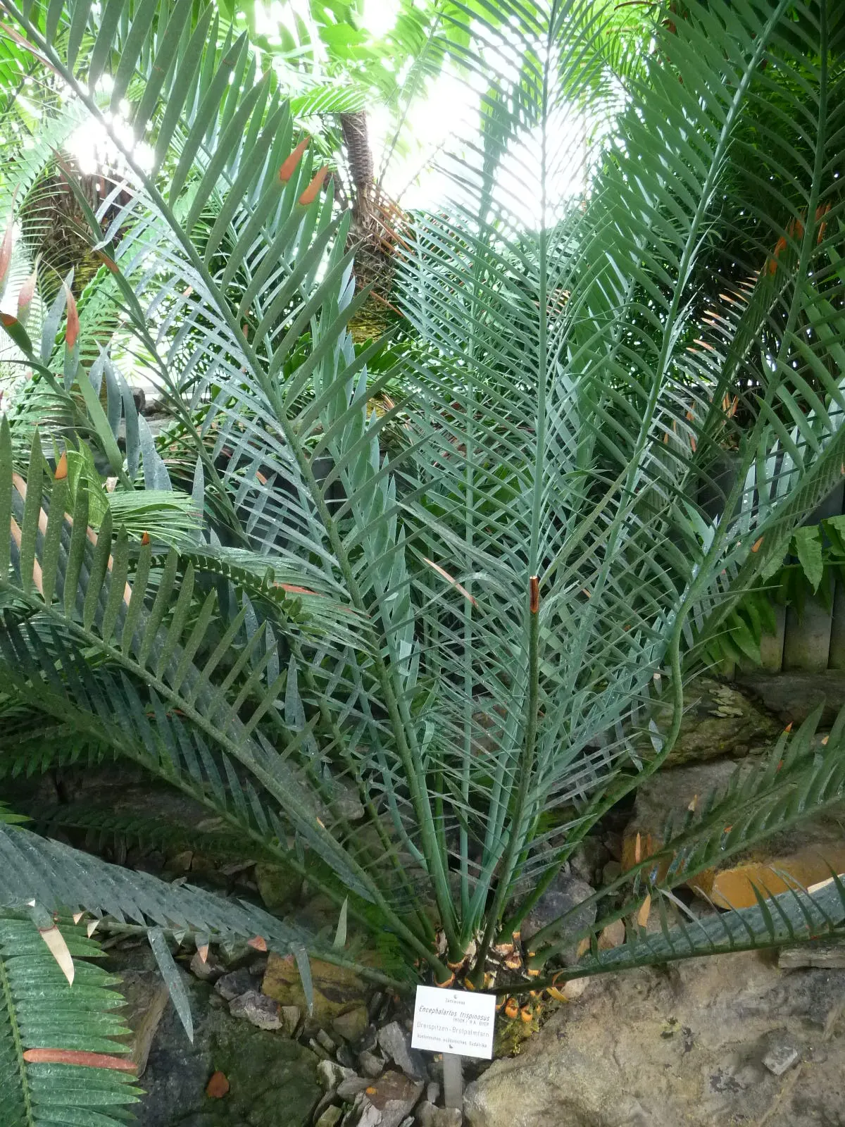 Smaller Blue South African Cycad (Encephalartos Trispinosus) — with a slightly recurved shape