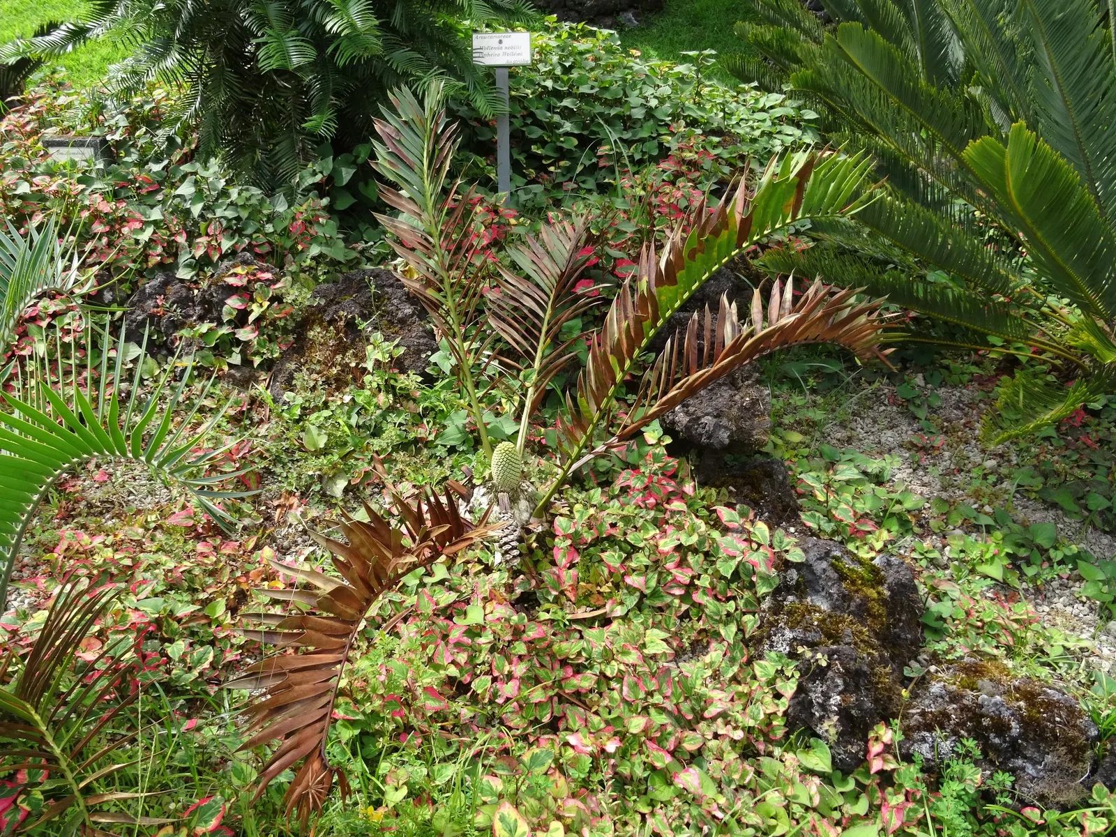 Smaller Blue South African Cycad (Encephalartos Trispinosus) — commonly known as the Smaller Blue South African Cycad or the Blue Eastern Cape Cycad