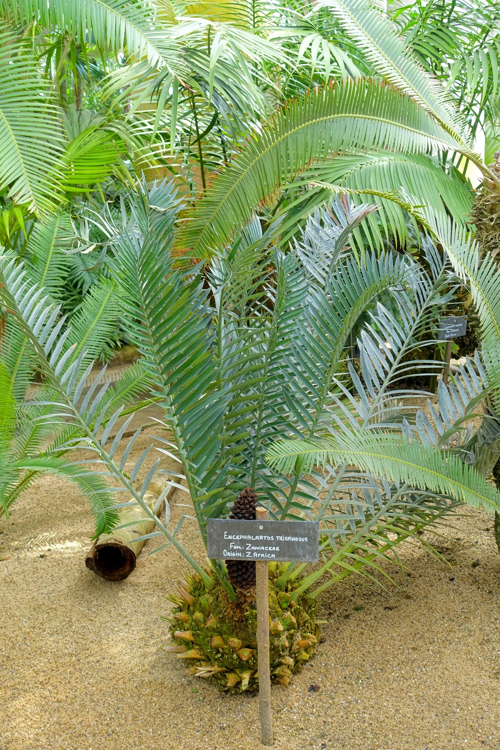Smaller Blue South African Cycad (Encephalartos Trispinosus) — the Encephalartos trispinosus requires well-drained soil to thrive