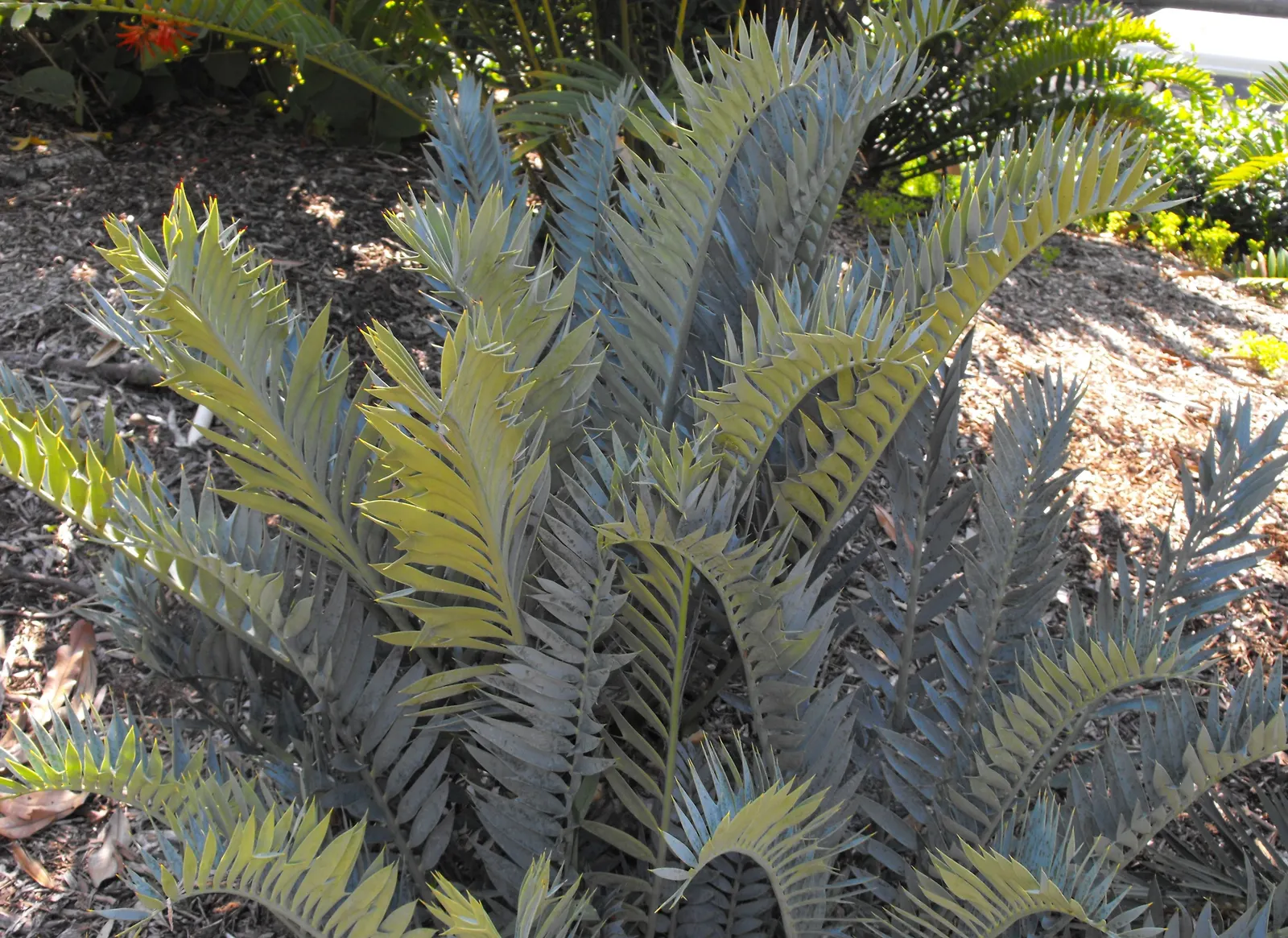 Smaller Blue South African Cycad (Encephalartos Trispinosus) — ideal for focal points in xeriscapes