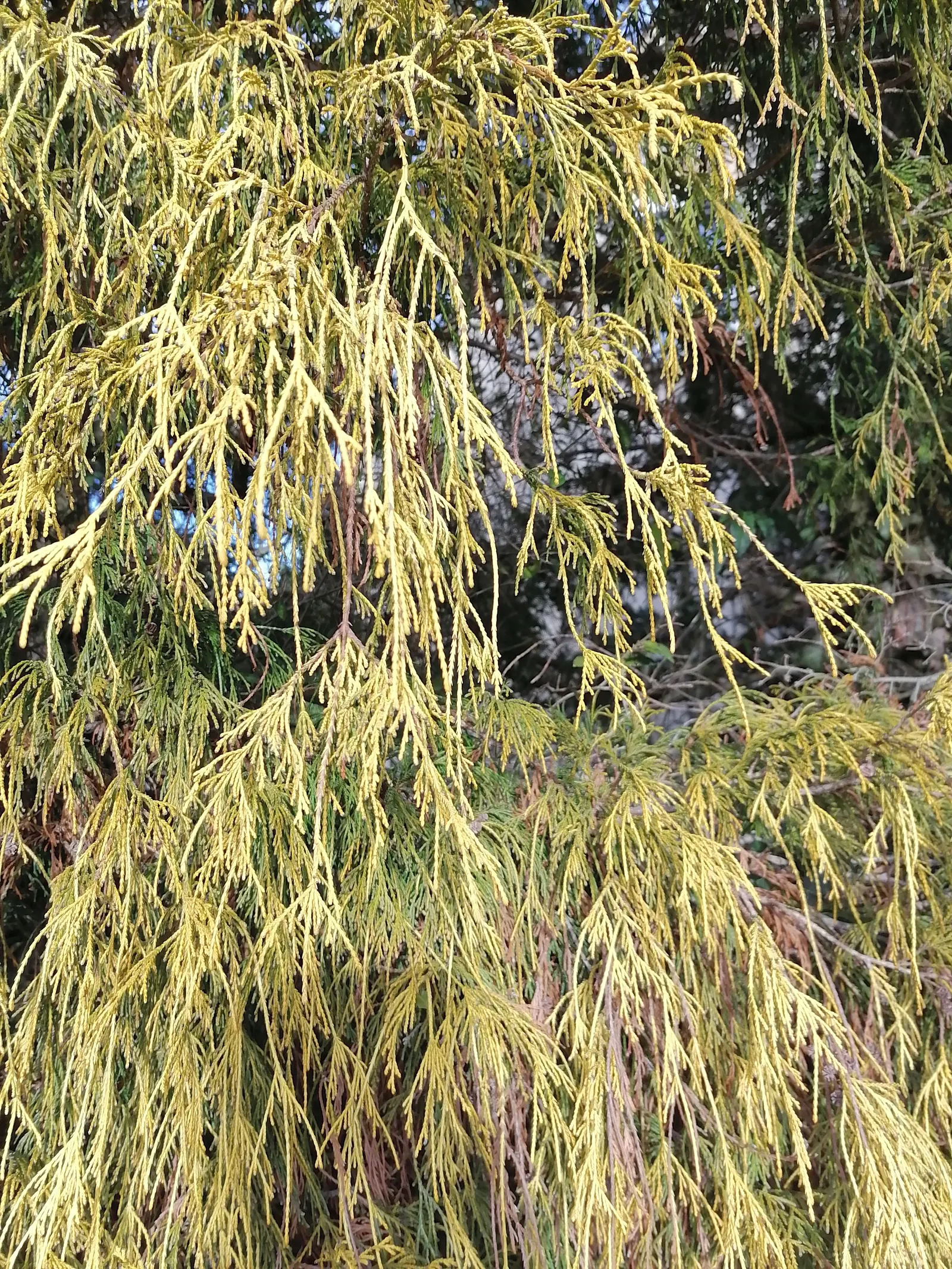 Thread-Leaf Sawara Cypress (Chamaecyparis Pisifera 'Filifera') — Regular watering during the first growing season will help establish a deep, extensive root