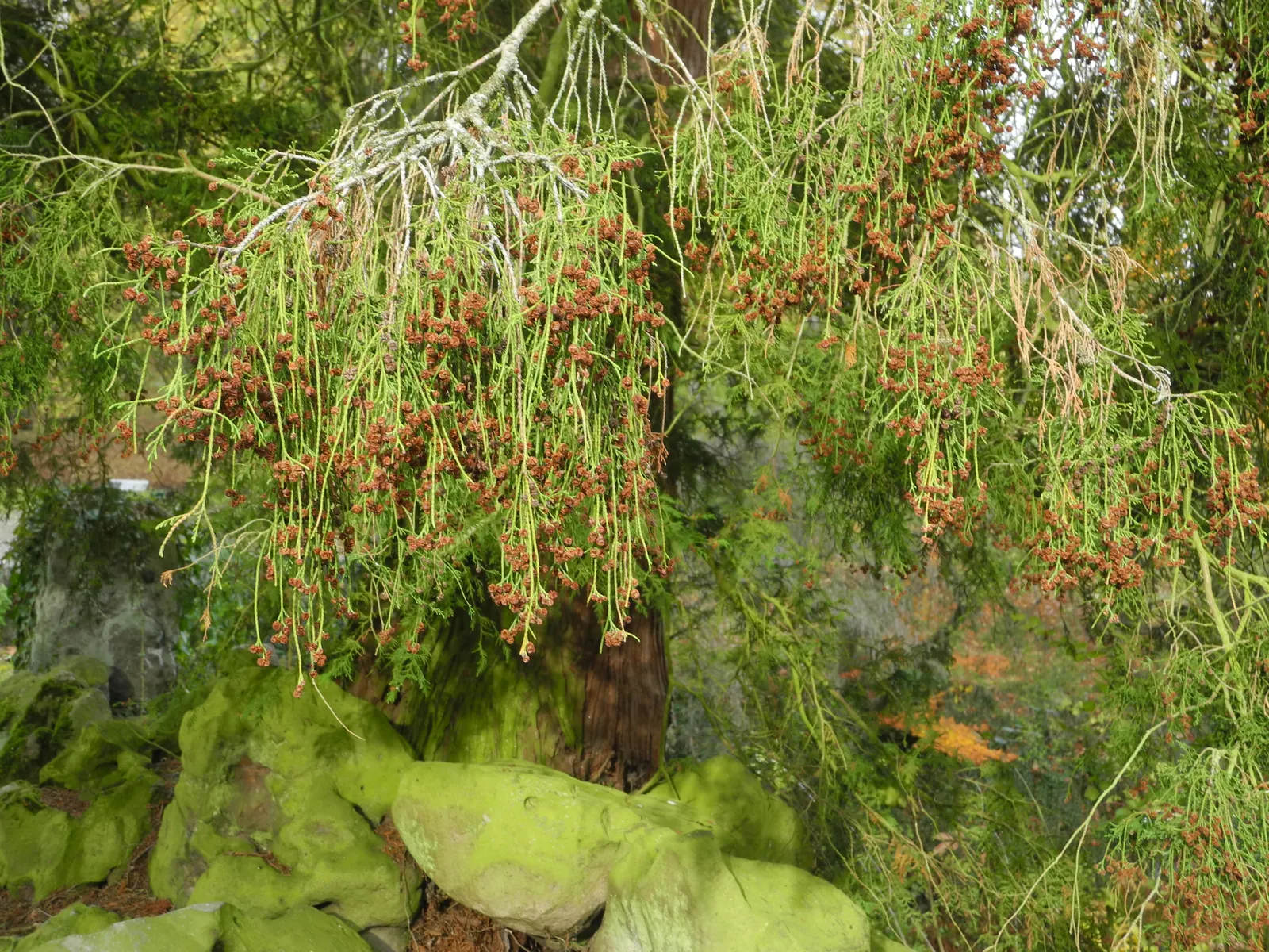 Thread-Leaf Sawara Cypress (Chamaecyparis Pisifera 'Filifera') — plant it alongside perennials and broad-leaved shrubs to create a dynamic contrast of textures