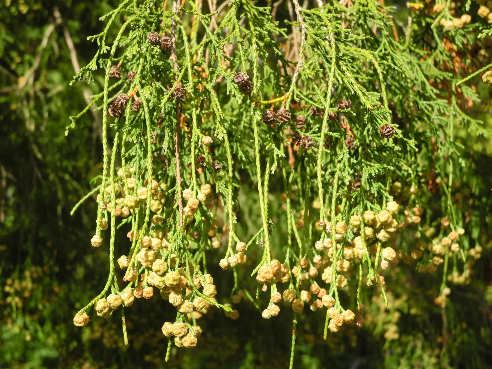 Thread-Leaf Sawara Cypress (Chamaecyparis Pisifera 'Filifera') — With its tolerable nature and striking presence