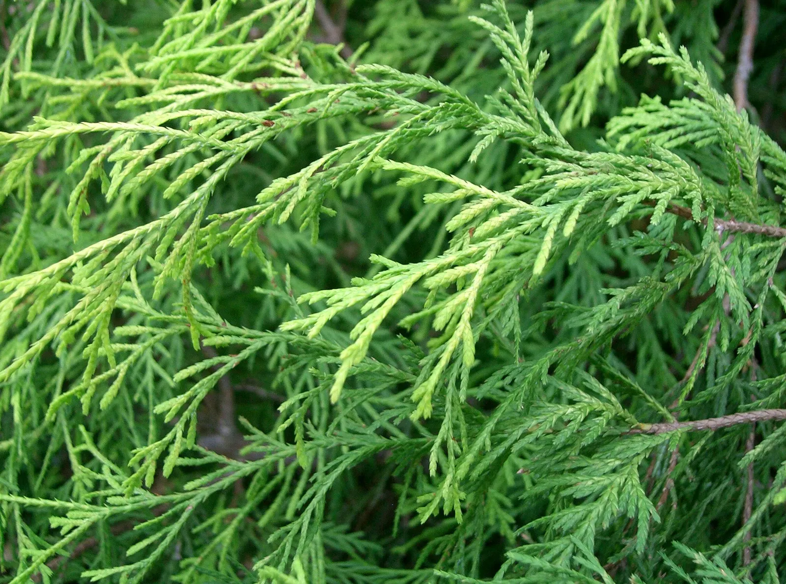 Thread-Leaf Sawara Cypress (Chamaecyparis Pisifera 'Filifera') — Well-drained soil is essential