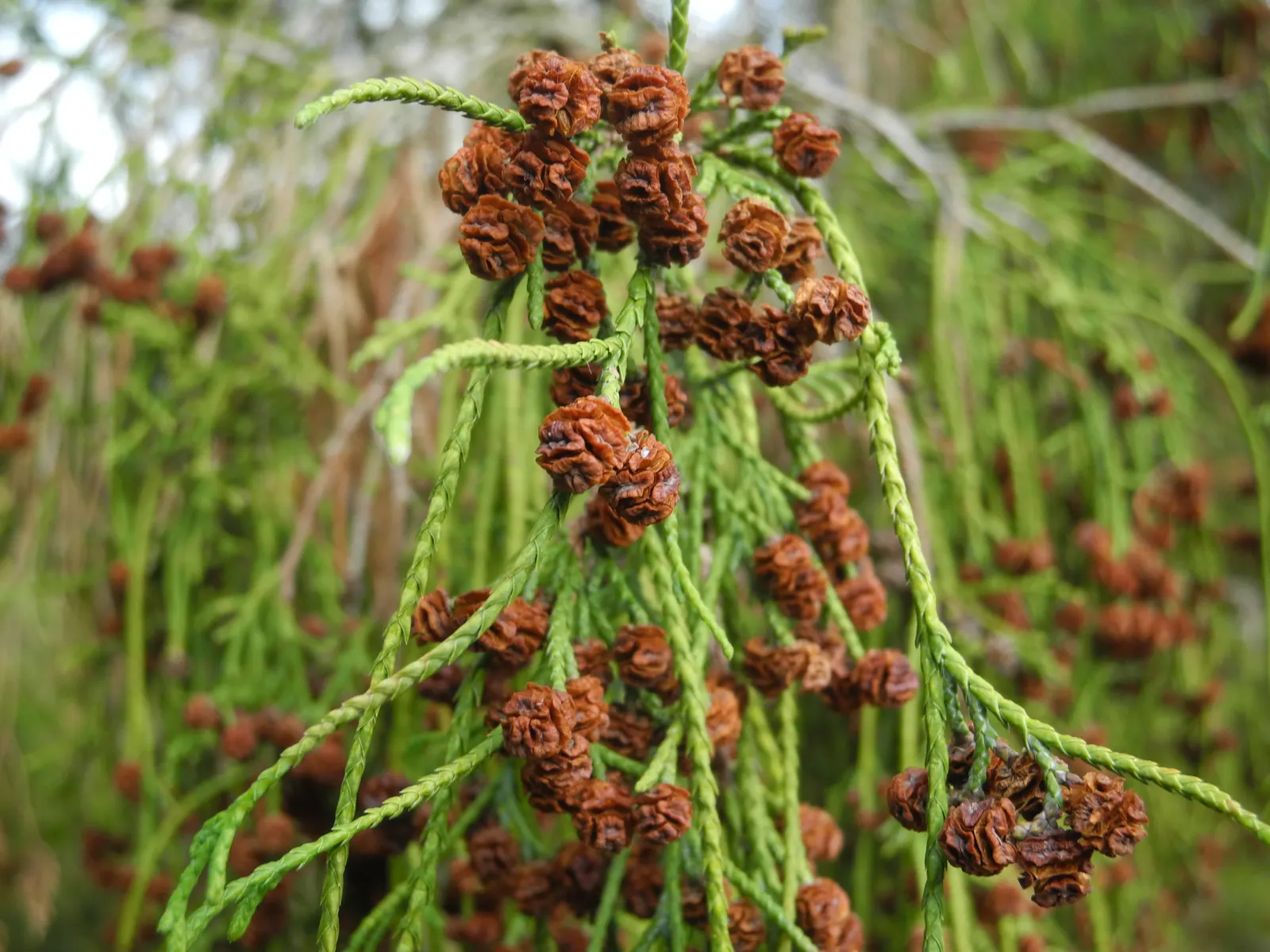 Thread-Leaf Sawara Cypress (Chamaecyparis Pisifera 'Filifera') — the Thread-leaf Sawara Cypress is sure to enchant any garden visitor