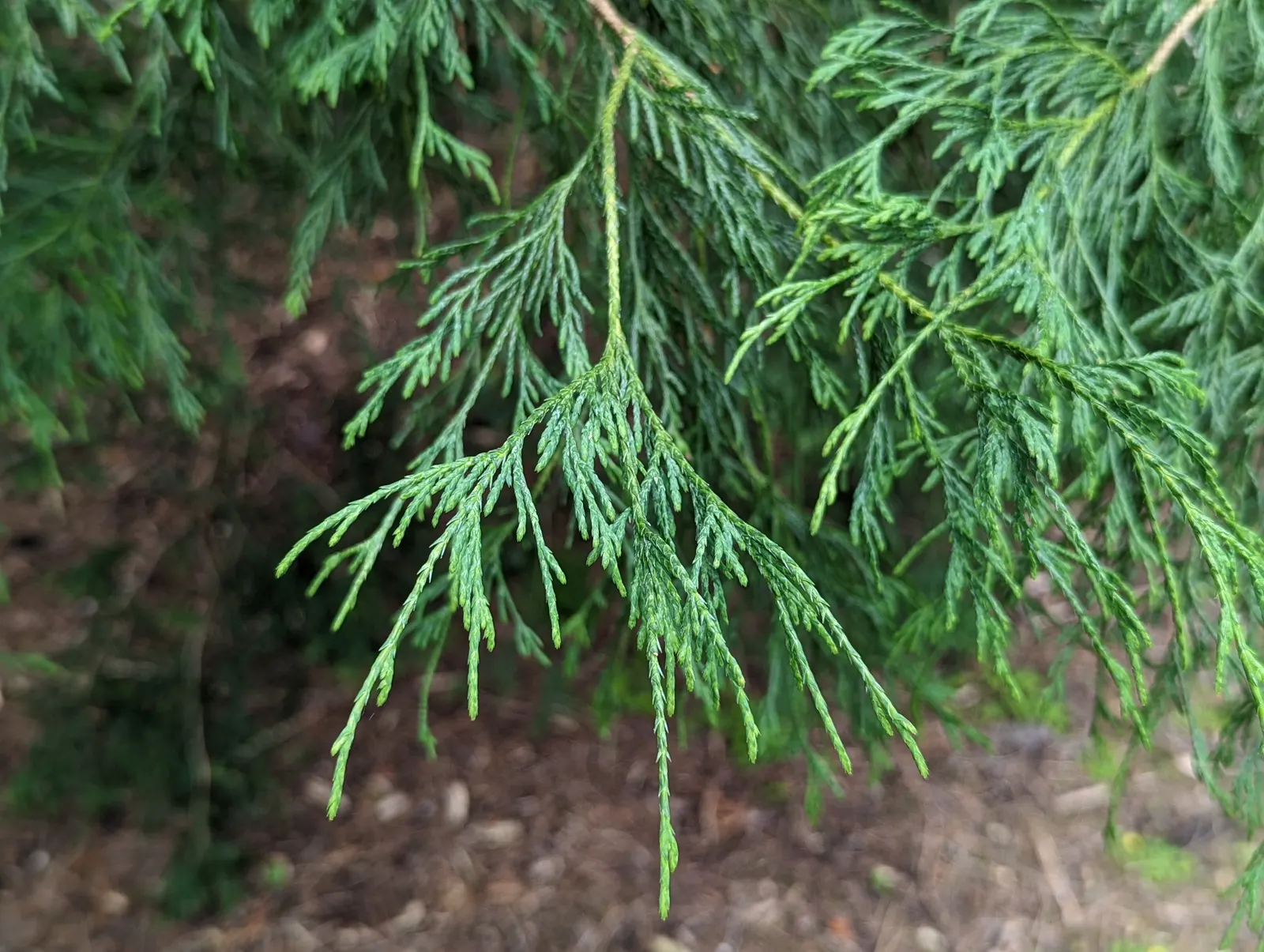 Thread-Leaf Sawara Cypress (Chamaecyparis Pisifera 'Filifera') — It's drought-tolerant and rarely suffers from pest issues, which is a boon for both designers