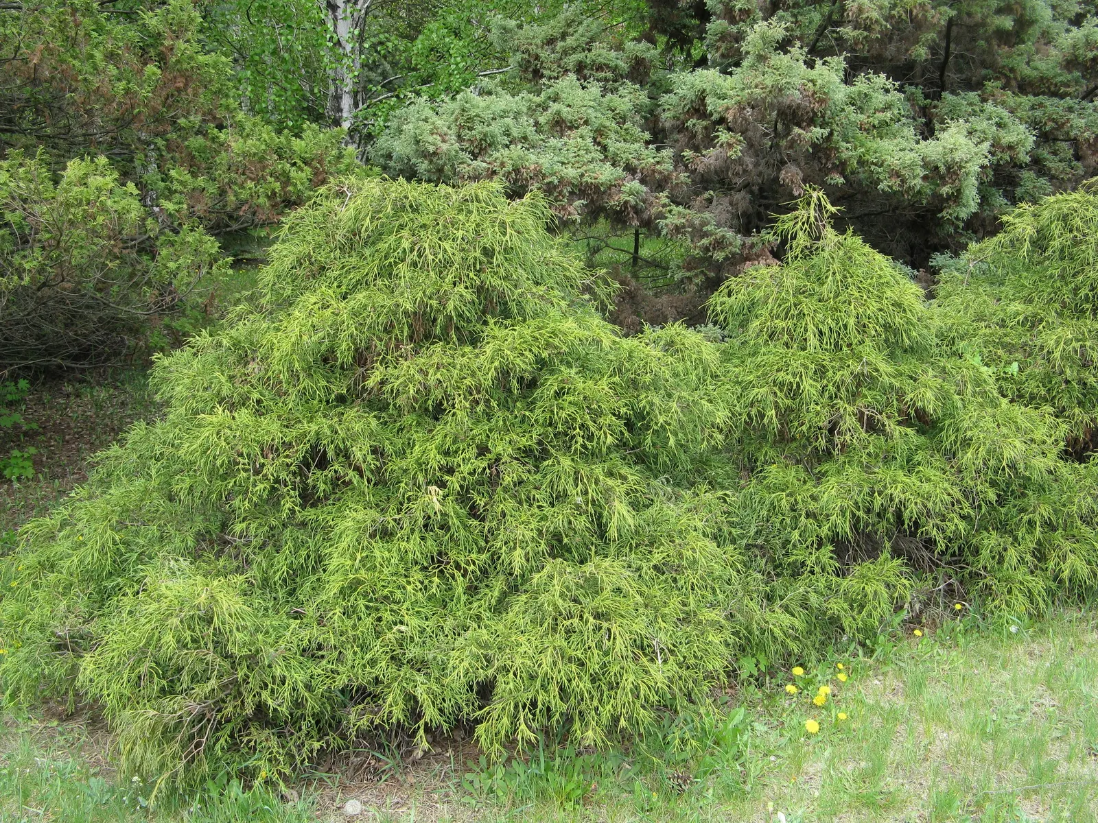 Thread-Leaf Sawara Cypress (Chamaecyparis Pisifera 'Filifera') — The plant requires well-drained soil and is drought-resistant once established, image 20