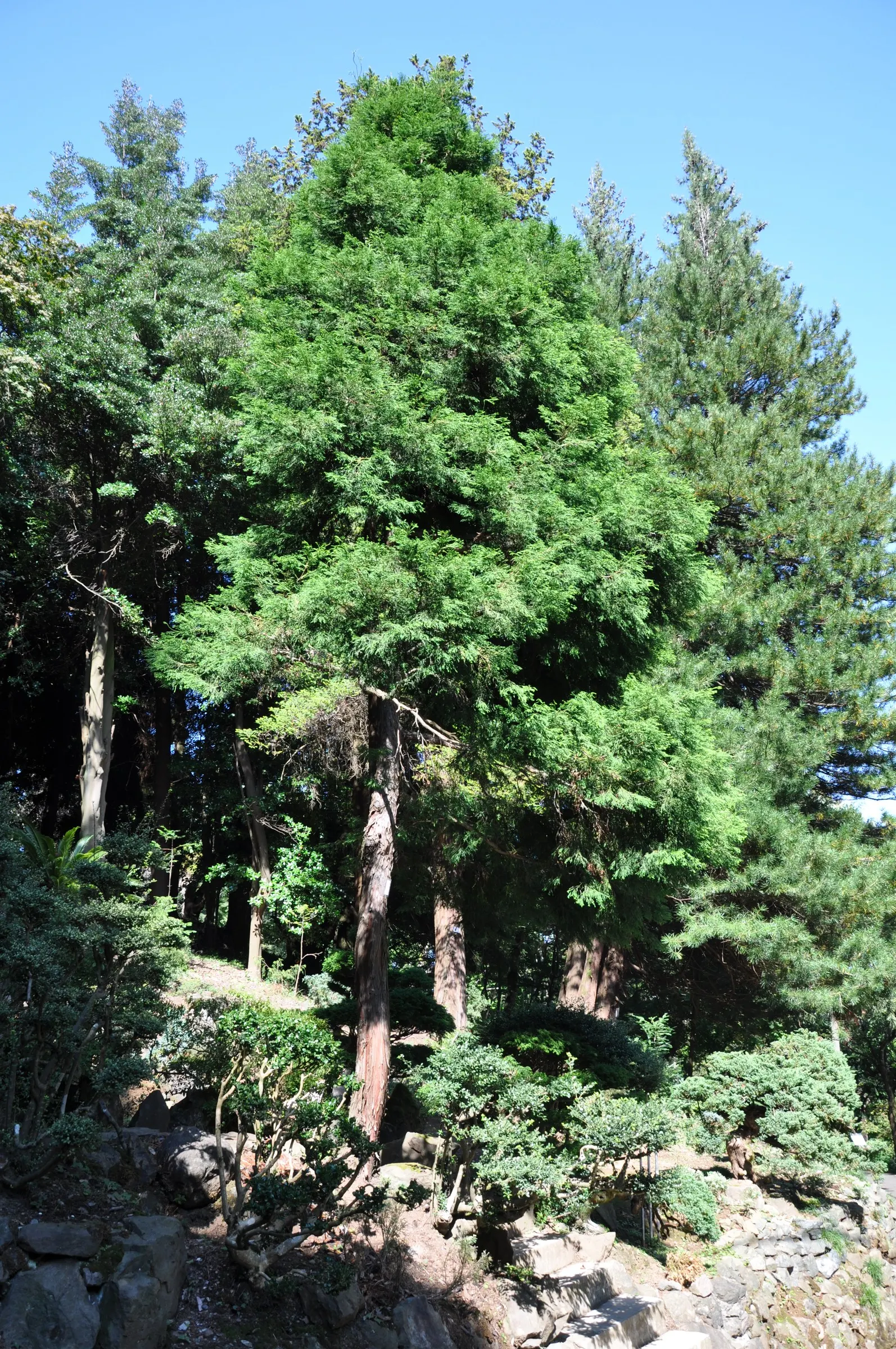 Thread-Leaf Sawara Cypress (Chamaecyparis Pisifera 'Filifera') — This cultivar of the Sawara Cypress stands out with its fine; with its tolerable nature and