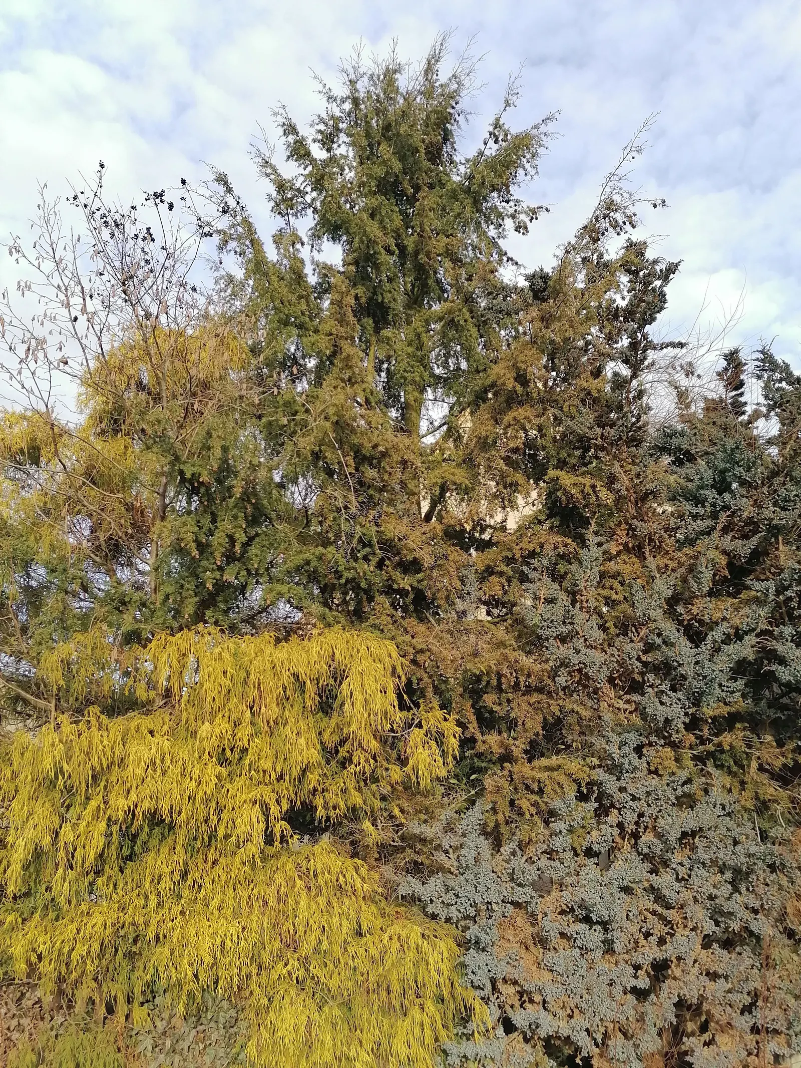 Thread-Leaf Sawara Cypress (Chamaecyparis Pisifera 'Filifera') — This evergreen reaches 6-10 feet tall and 10-12 feet wide at maturity and prefers, image 18