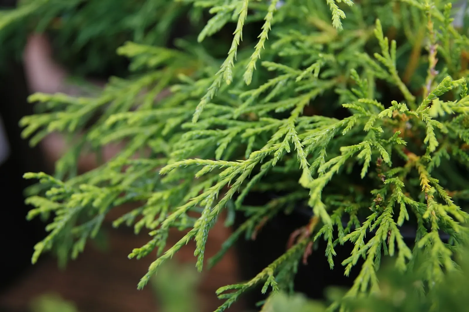 Thread-Leaf Sawara Cypress (Chamaecyparis Pisifera 'Filifera') — The plant requires well-drained soil and is drought-resistant once established, requiring