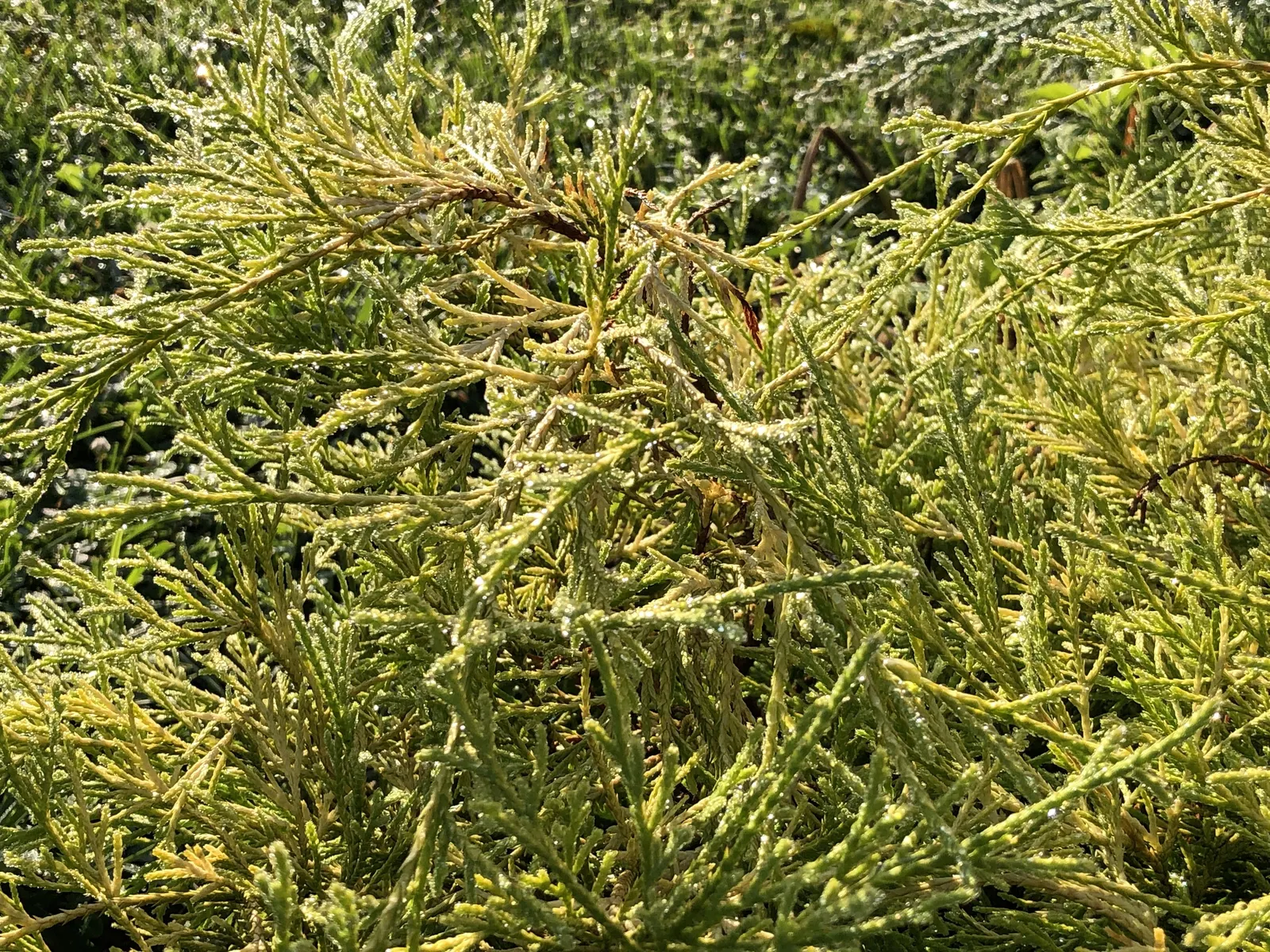 Thread-Leaf Sawara Cypress (Chamaecyparis Pisifera 'Filifera') — as Chamaecyparis pisifera 'Filifera' does not tolerate standing water.<br><br>Hardy in USDA