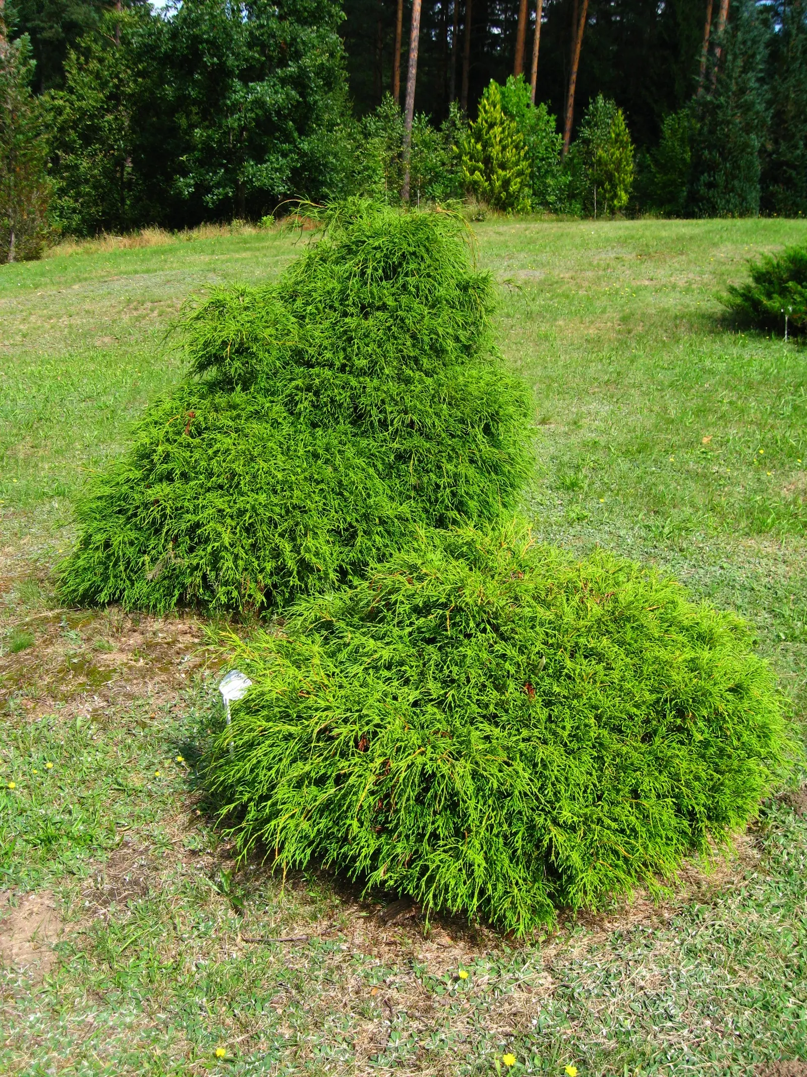 Thread-Leaf Sawara Cypress (Chamaecyparis Pisifera 'Filifera') — the Thread-leaf Sawara Cypress thrives with minimal maintenance once established