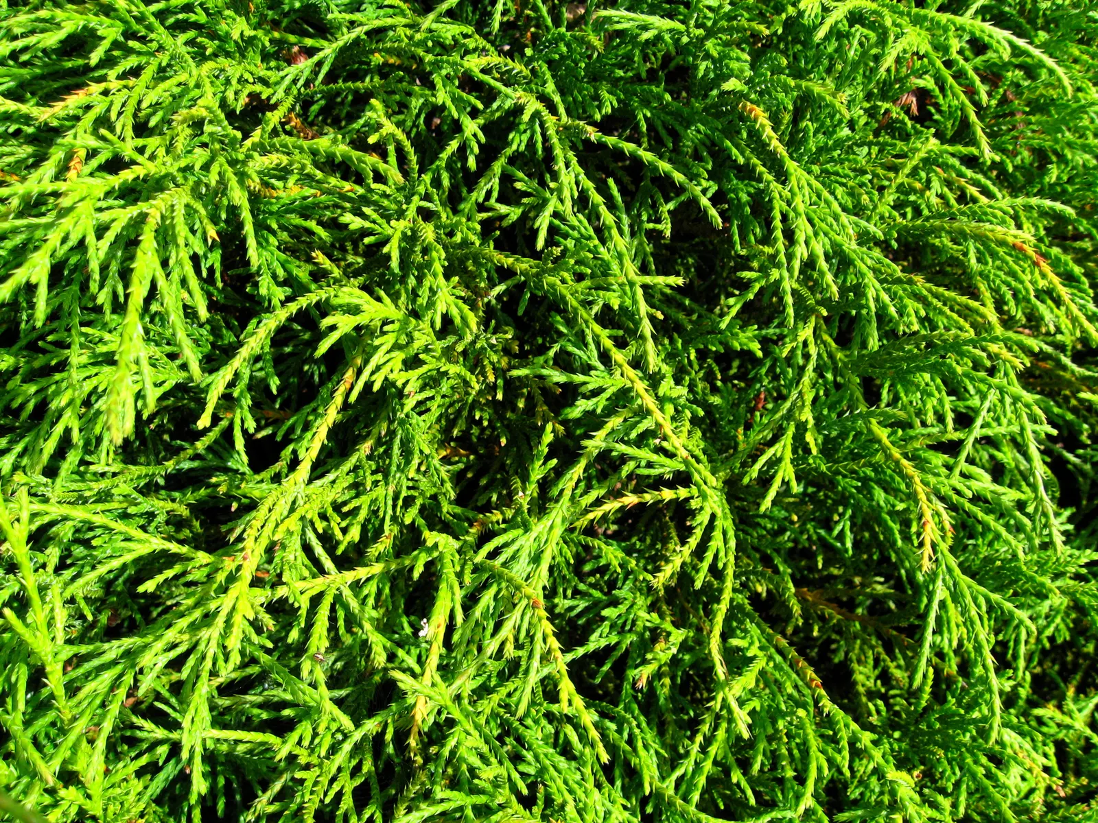 Thread-Leaf Sawara Cypress (Chamaecyparis Pisifera 'Filifera') — This cultivar of the Sawara Cypress stands out with its fine