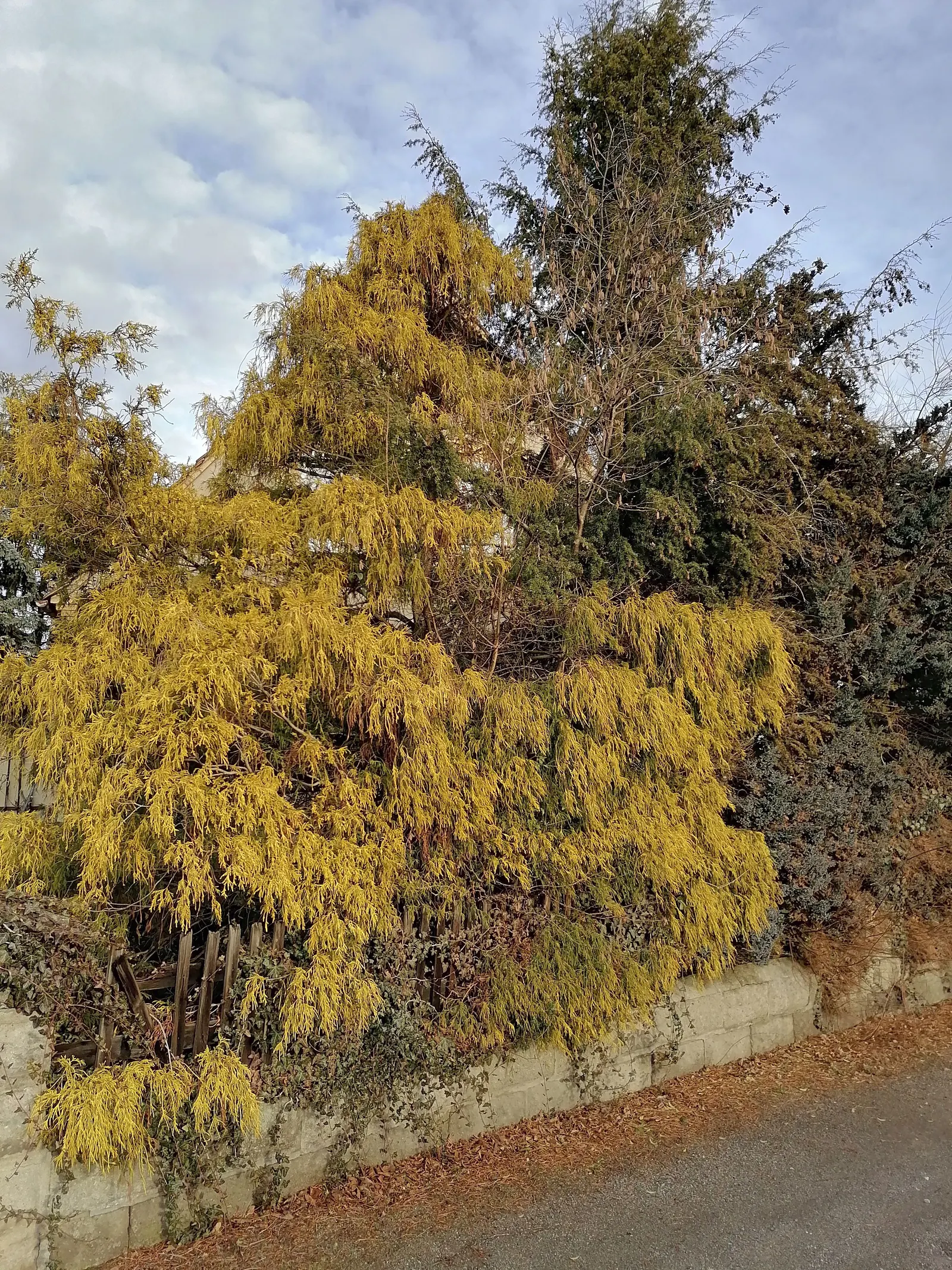 Thread-Leaf Sawara Cypress (Chamaecyparis Pisifera 'Filifera') — conifer / tree for full