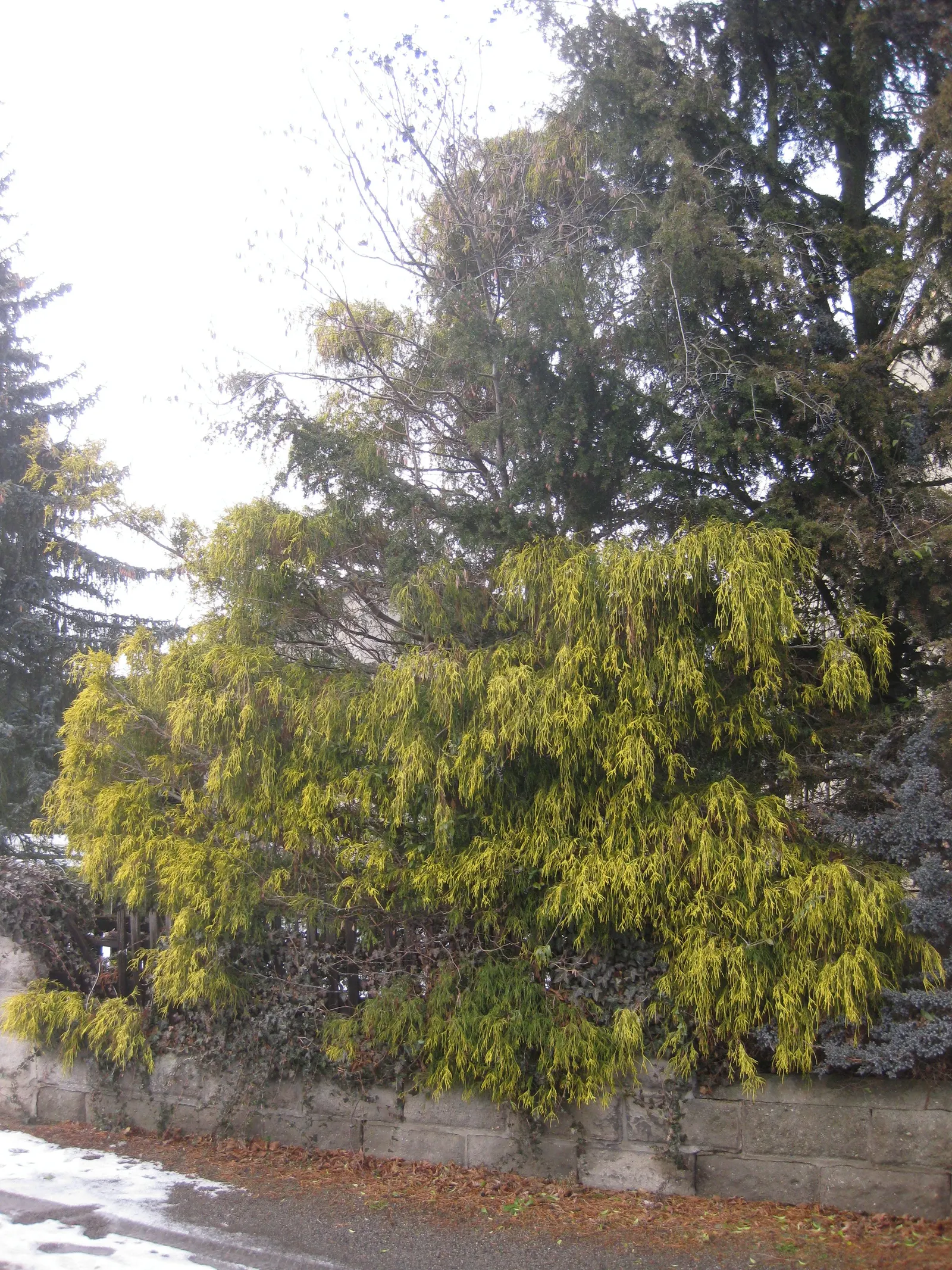 Thread-Leaf Sawara Cypress (Chamaecyparis Pisifera 'Filifera') — contributing year-round interest to the garden.<br><br>For visual balance