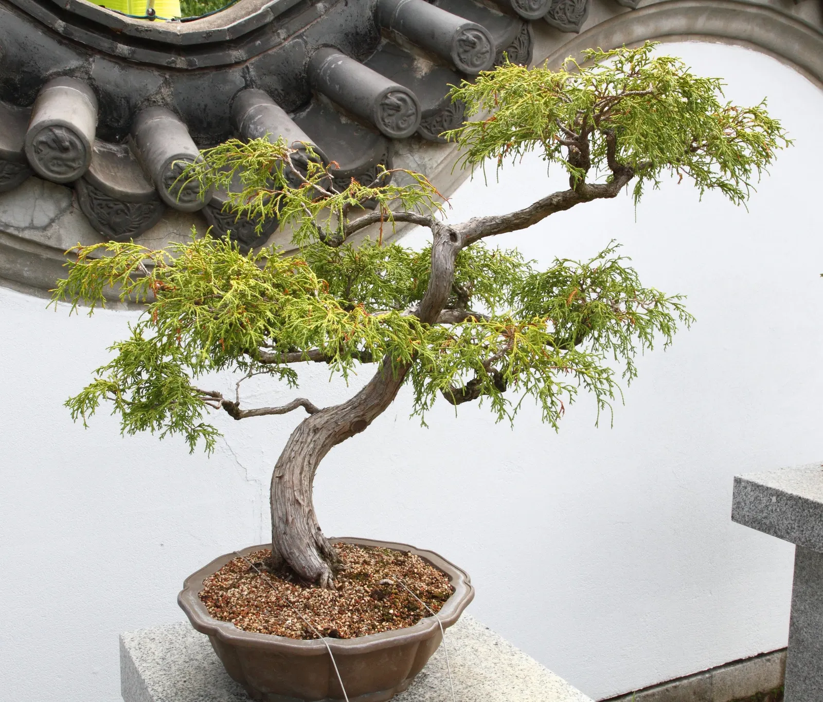 Thread-Leaf Sawara Cypress (Chamaecyparis Pisifera 'Filifera') — Its fine texture adds contrast to the landscape, and it is hardy in USDA zones 4-8; its unique