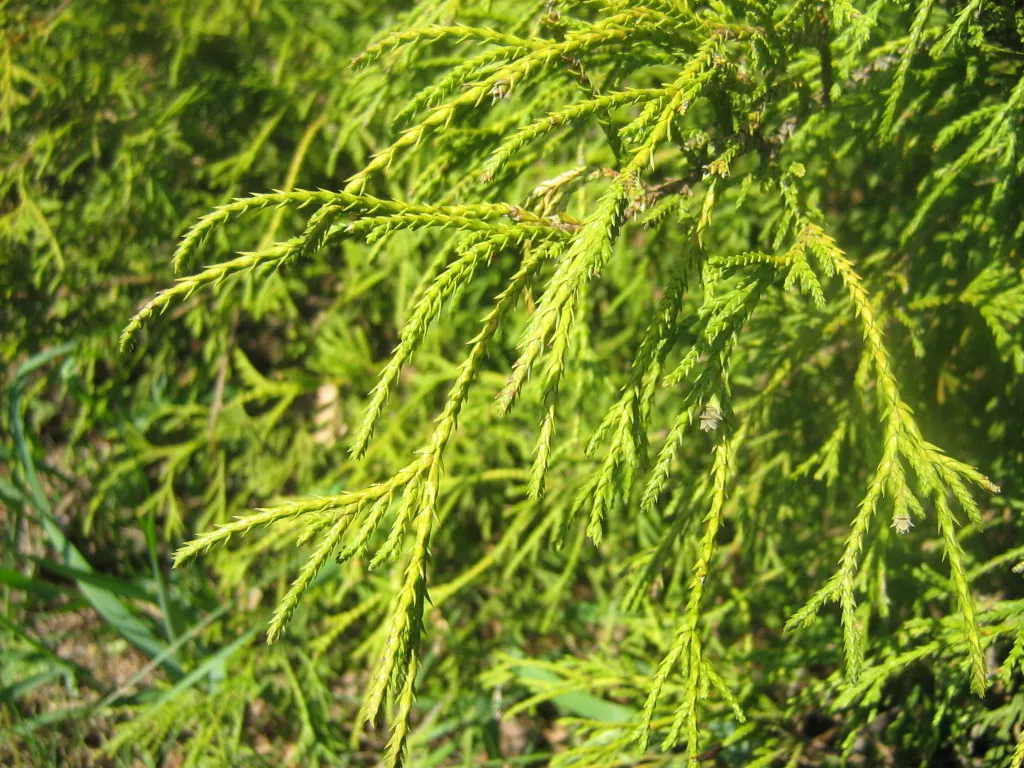 Thread-Leaf Sawara Cypress (Chamaecyparis Pisifera 'Filifera') — is a distinctive and graceful evergreen ideal for adding texture and a sense of movement to a