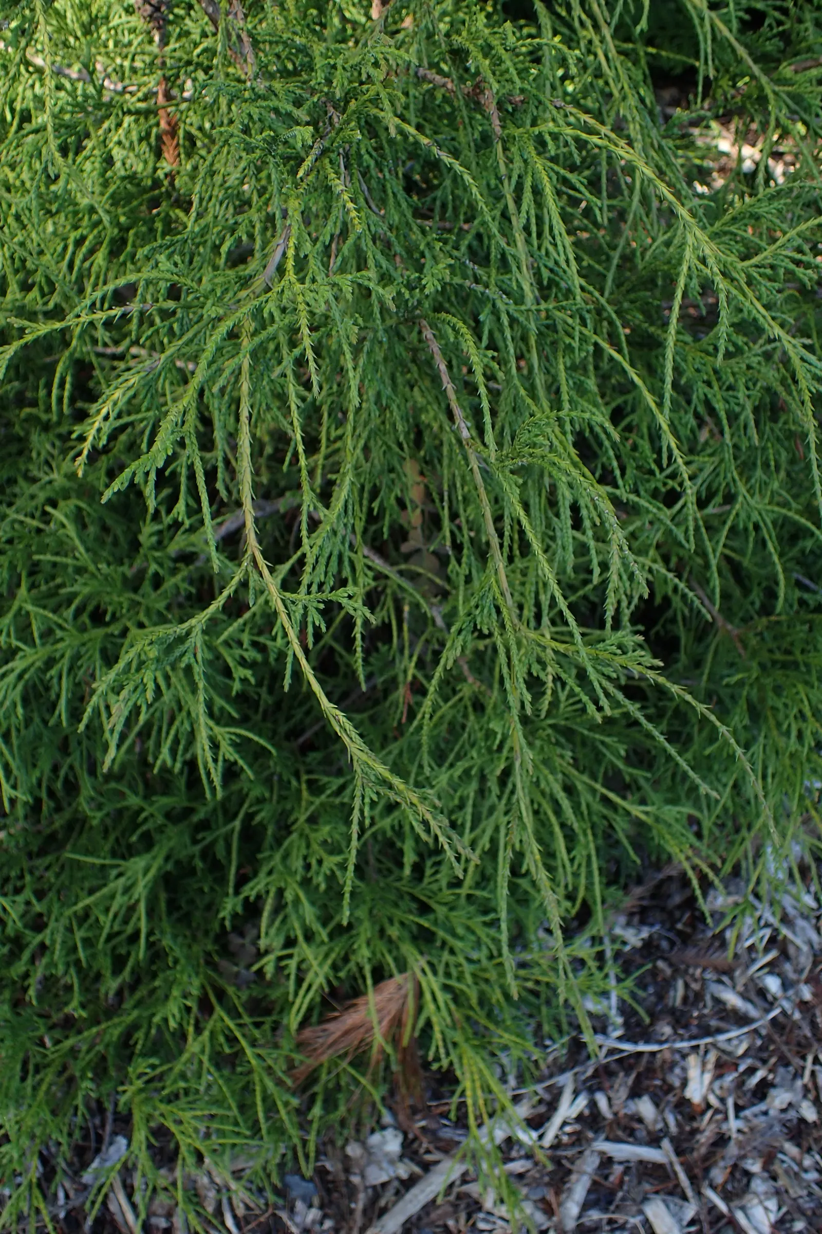 Thread-Leaf Sawara Cypress (Chamaecyparis Pisifera 'Filifera') — Its fine texture adds contrast to the landscape, and it is hardy in USDA zones 4-8