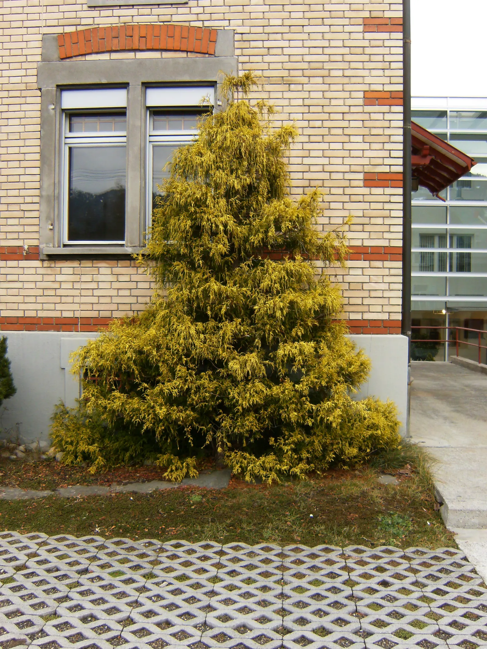 Thread-Leaf Sawara Cypress (Chamaecyparis Pisifera 'Filifera') — its unique appearance makes it an attractive focal point or a complementary backdrop for