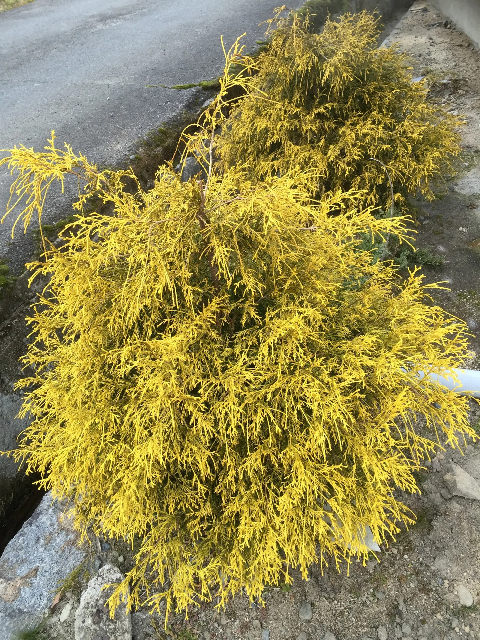 Thread-Leaf Sawara Cypress (Chamaecyparis Pisifera 'Filifera') — is a distinctive and graceful evergreen ideal for adding texture and a sense of, image 21