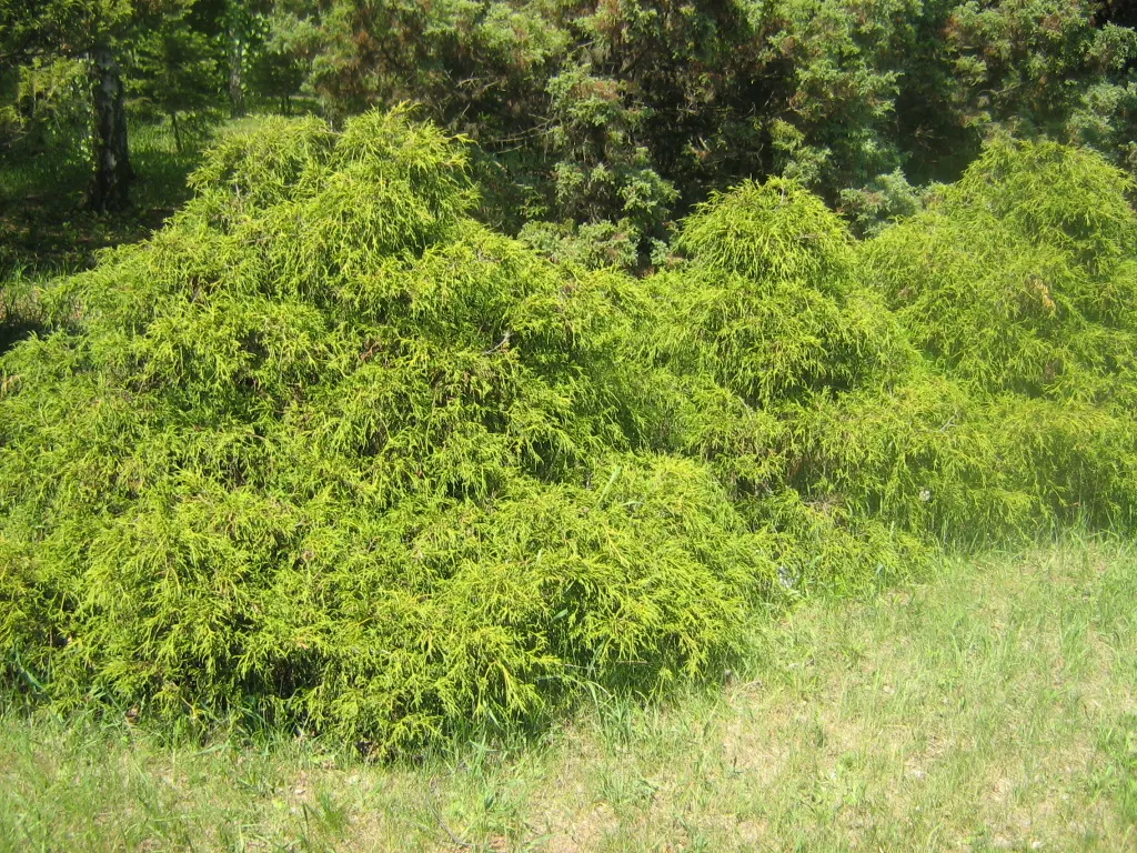 Thread-Leaf Sawara Cypress (Chamaecyparis Pisifera 'Filifera') — This evergreen reaches 6-10 feet tall and 10-12 feet wide at maturity and prefers full sun to