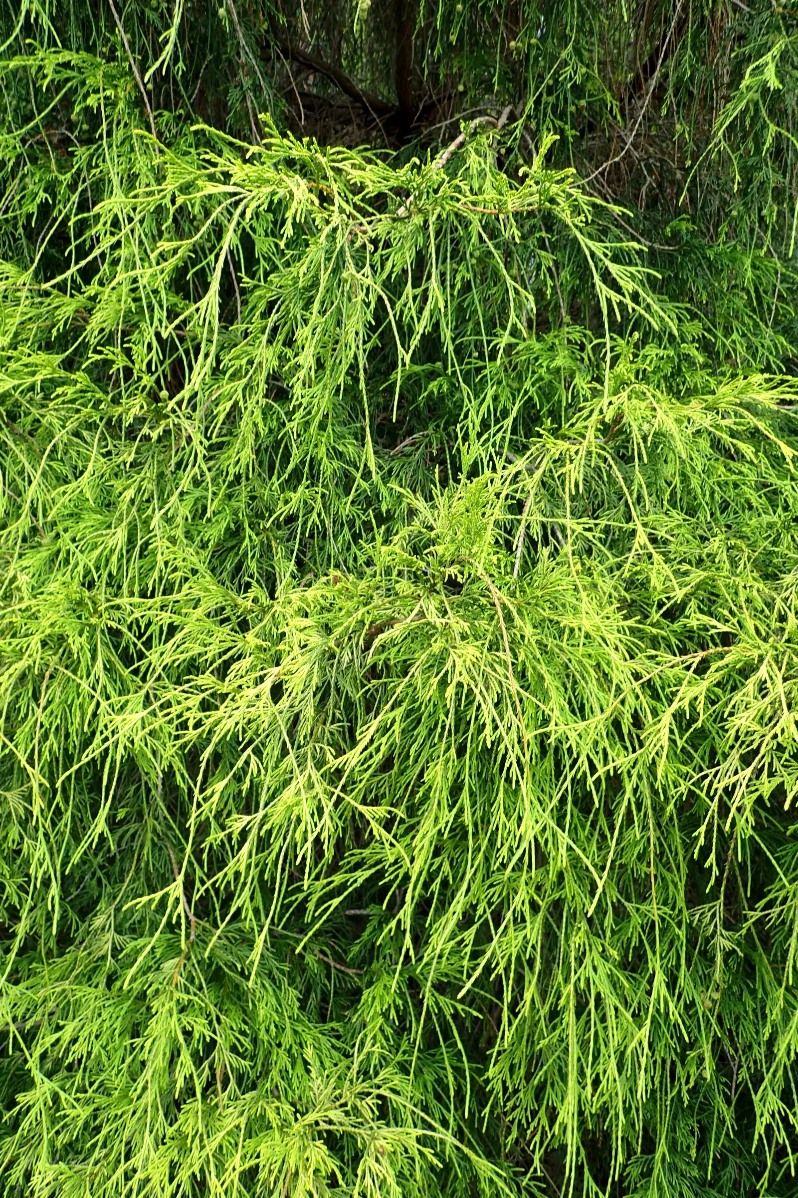 Thread-Leaf Sawara Cypress (Chamaecyparis Pisifera 'Filifera') — Well-drained soil is essential; contributing year-round interest to the garden.<br><br>For