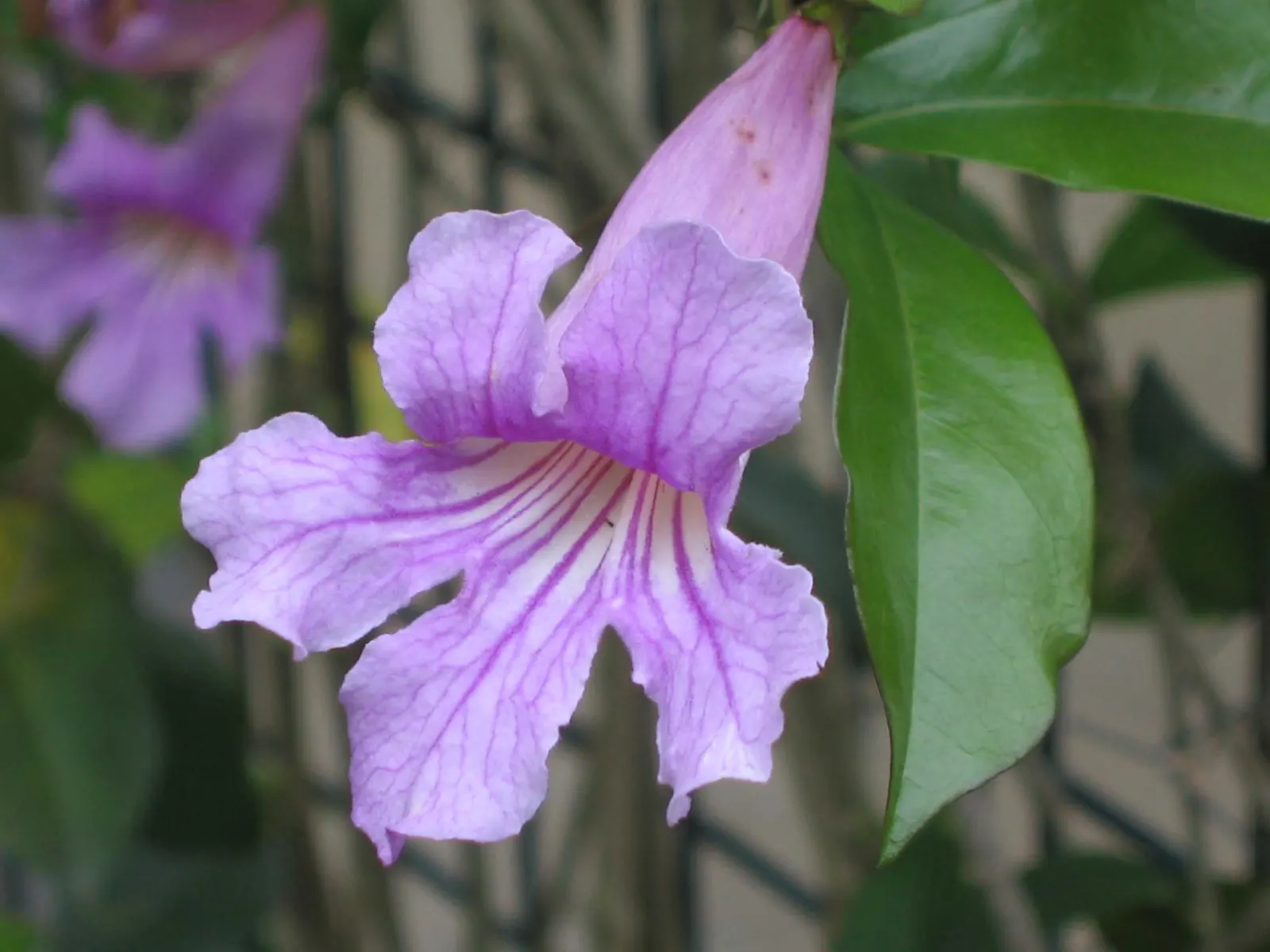 Violet Trumpet Vine (Clytostoma Callistegioides) — Ideal for trellises, it requires moderate watering, with growth slowing in colder climates