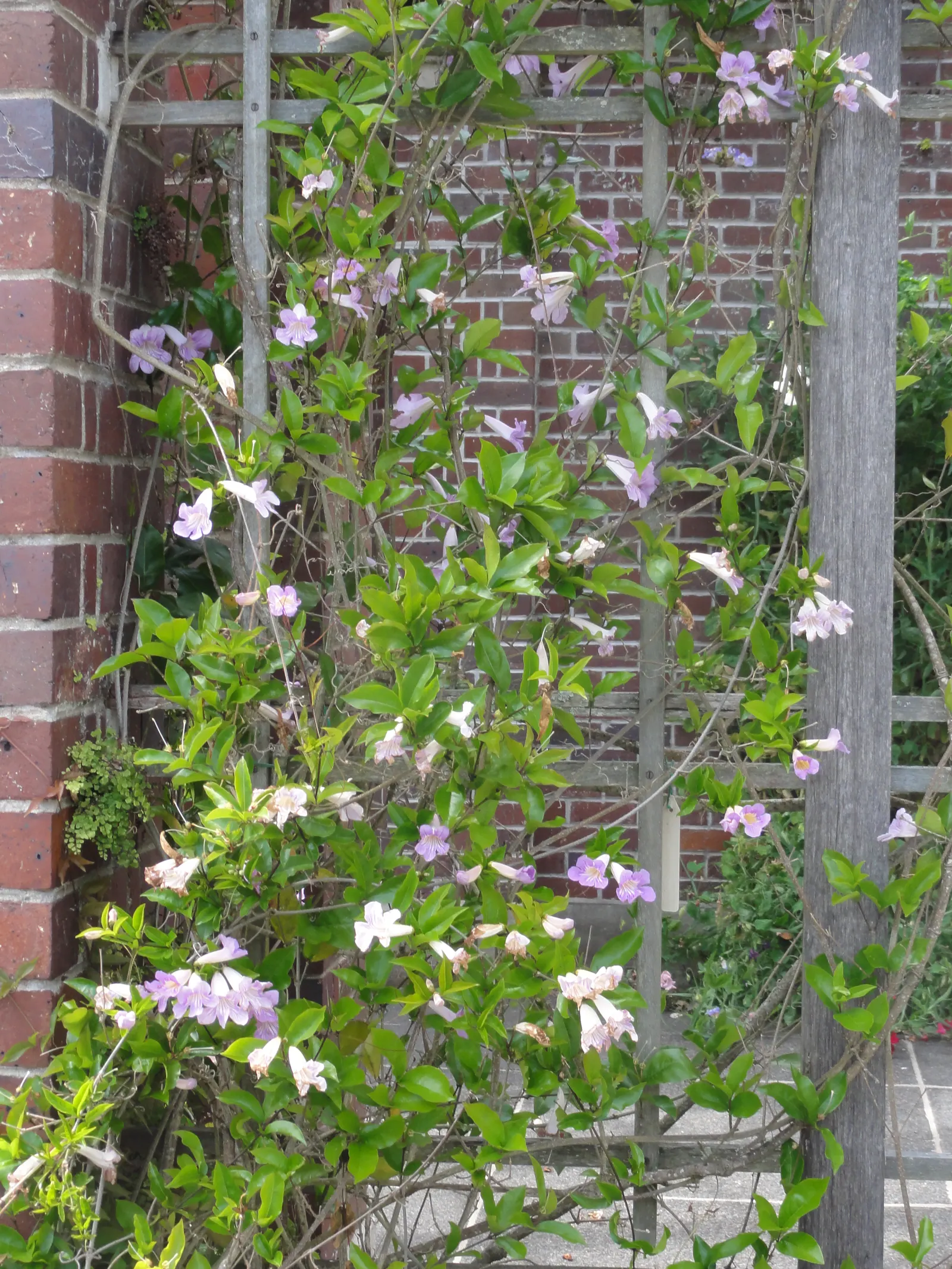 Violet Trumpet Vine (Clytostoma Callistegioides) — Although it is drought-tolerant once established